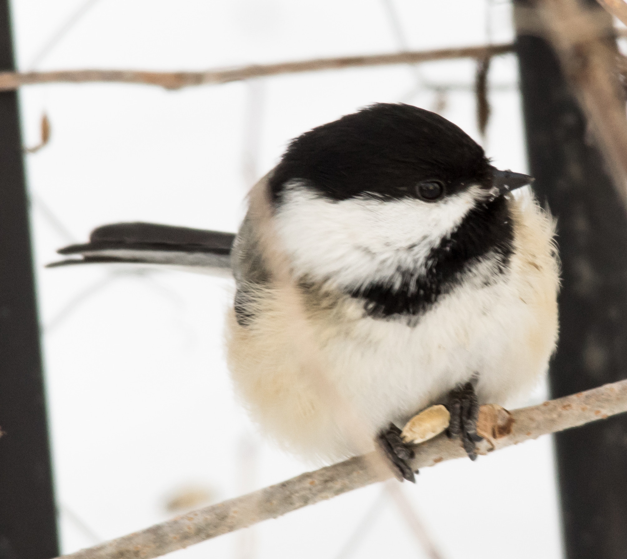 Sigma 150-500mm F5-6.3 DG OS HSM sample photo. Perched for lunch photography