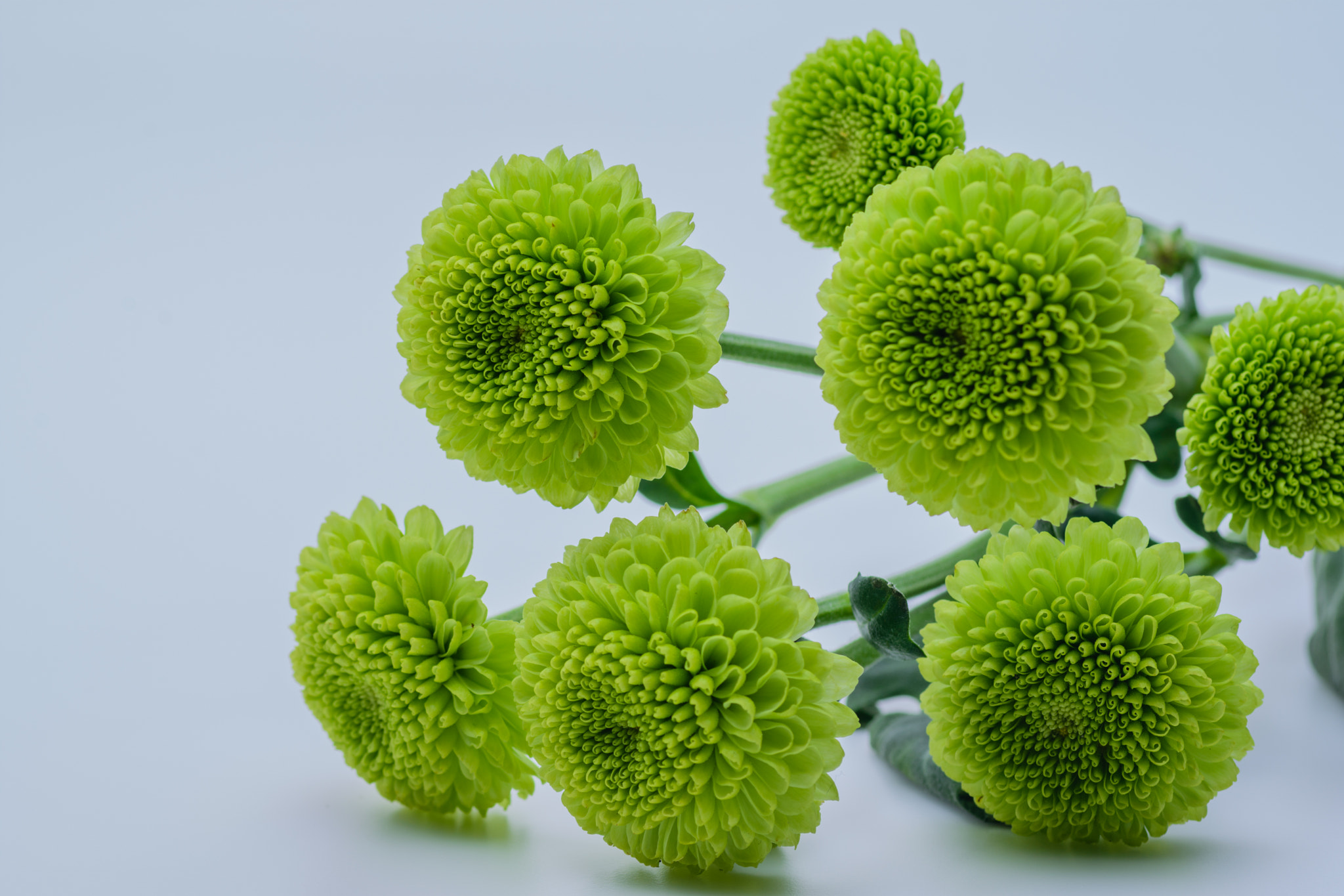 Nikon D7200 + Tokina AT-X Pro 100mm F2.8 Macro sample photo. Green flowers photography