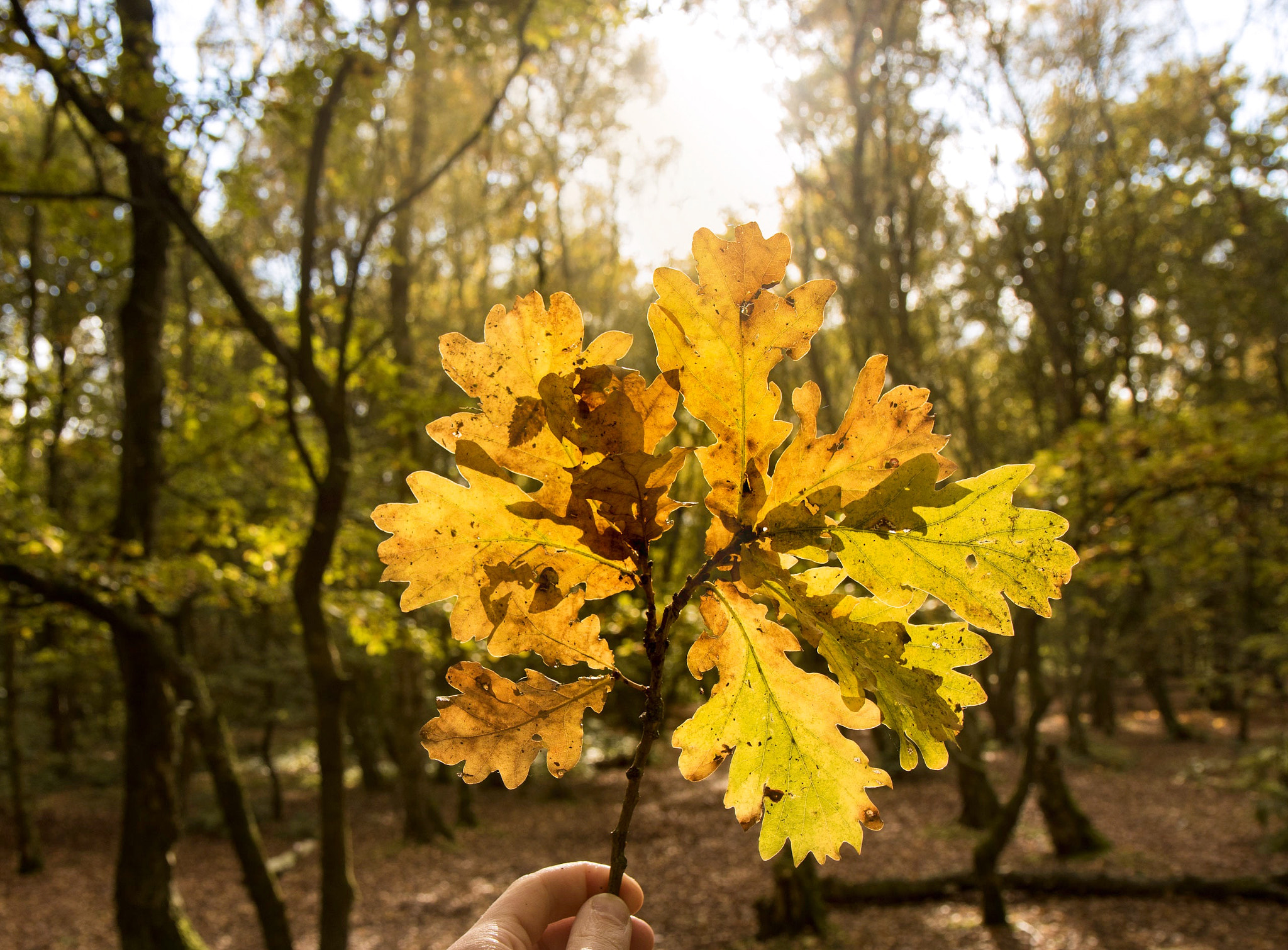 Canon EOS 760D (EOS Rebel T6s / EOS 8000D) sample photo. Autumn vibes photography