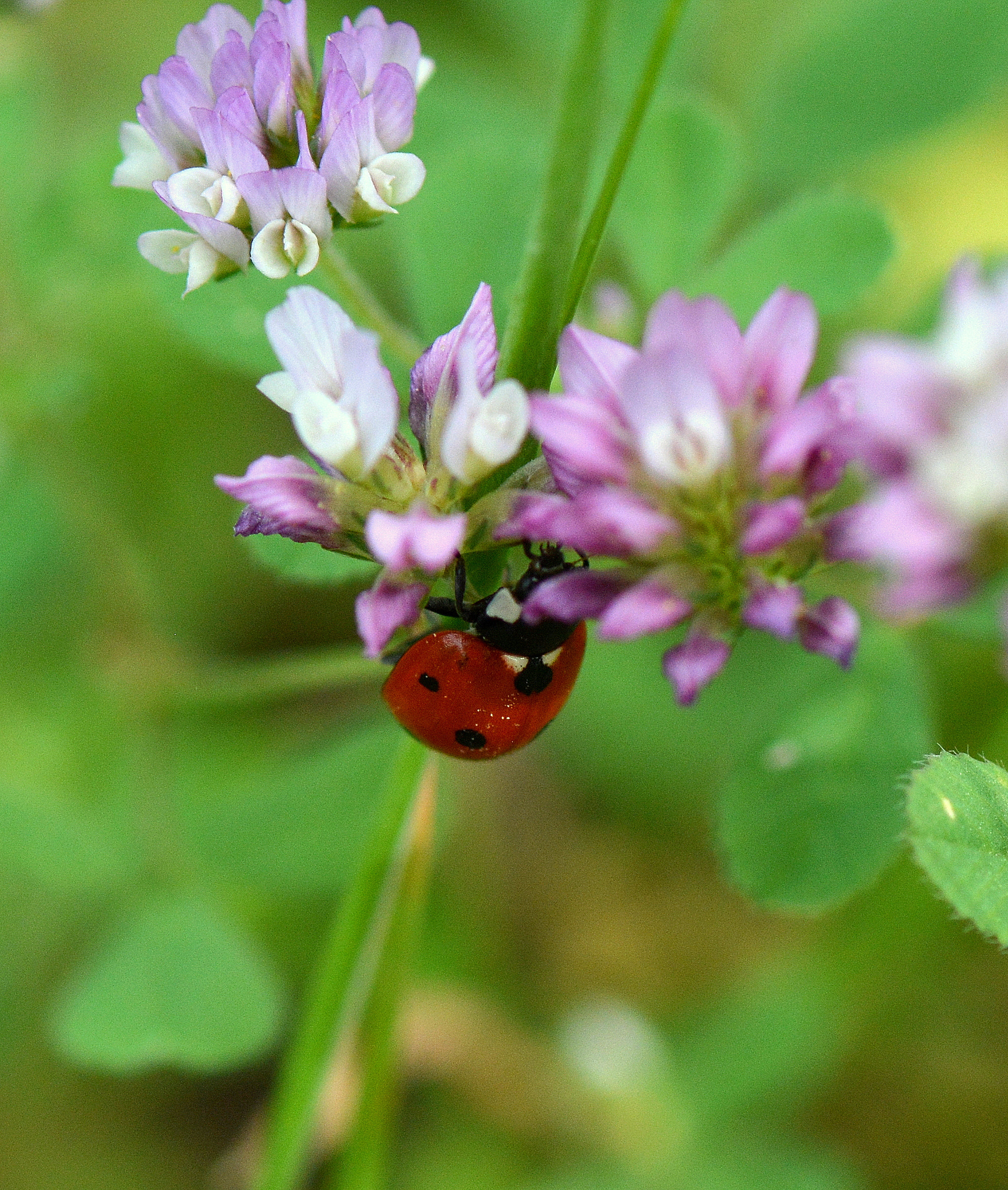 Nikon AF-S Micro-Nikkor 105mm F2.8G IF-ED VR sample photo. Ladybug photography