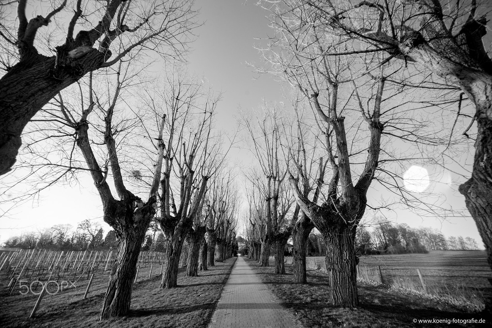 Sigma 14mm F3.5 sample photo. Old allee photography