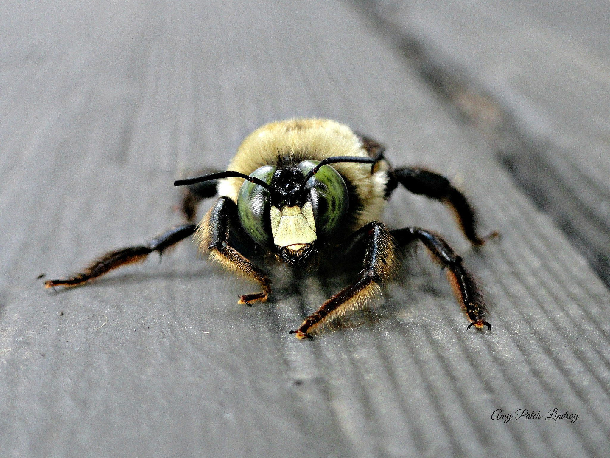 Sony Cyber-shot DSC-H55 sample photo. It's raining bees! photography