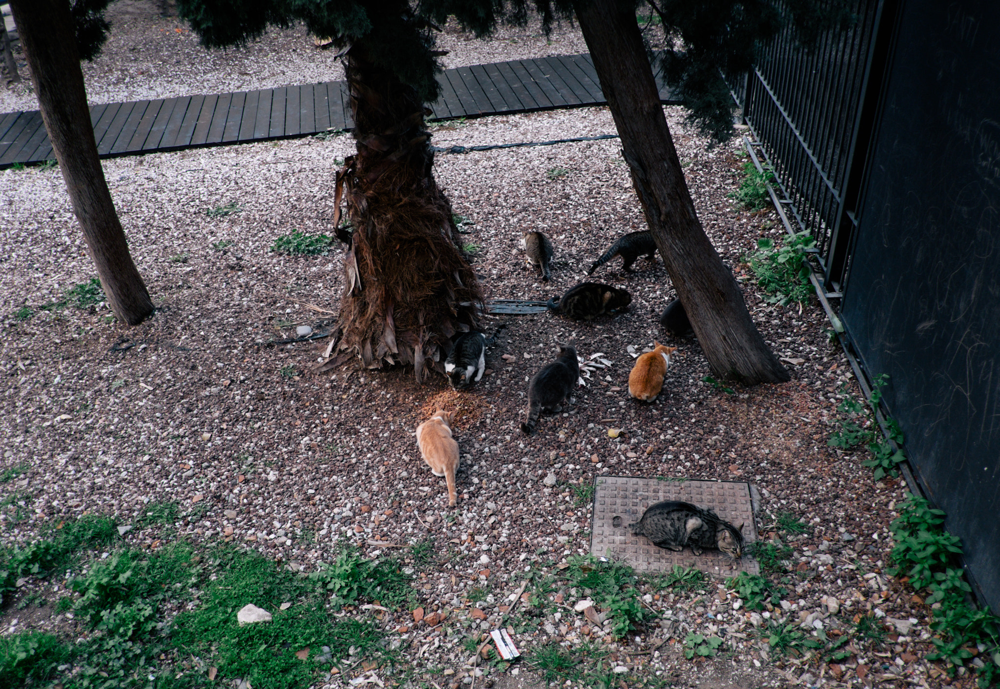 Fujifilm X-E2 + Fujifilm XF 18mm F2 R sample photo. Hungry photography