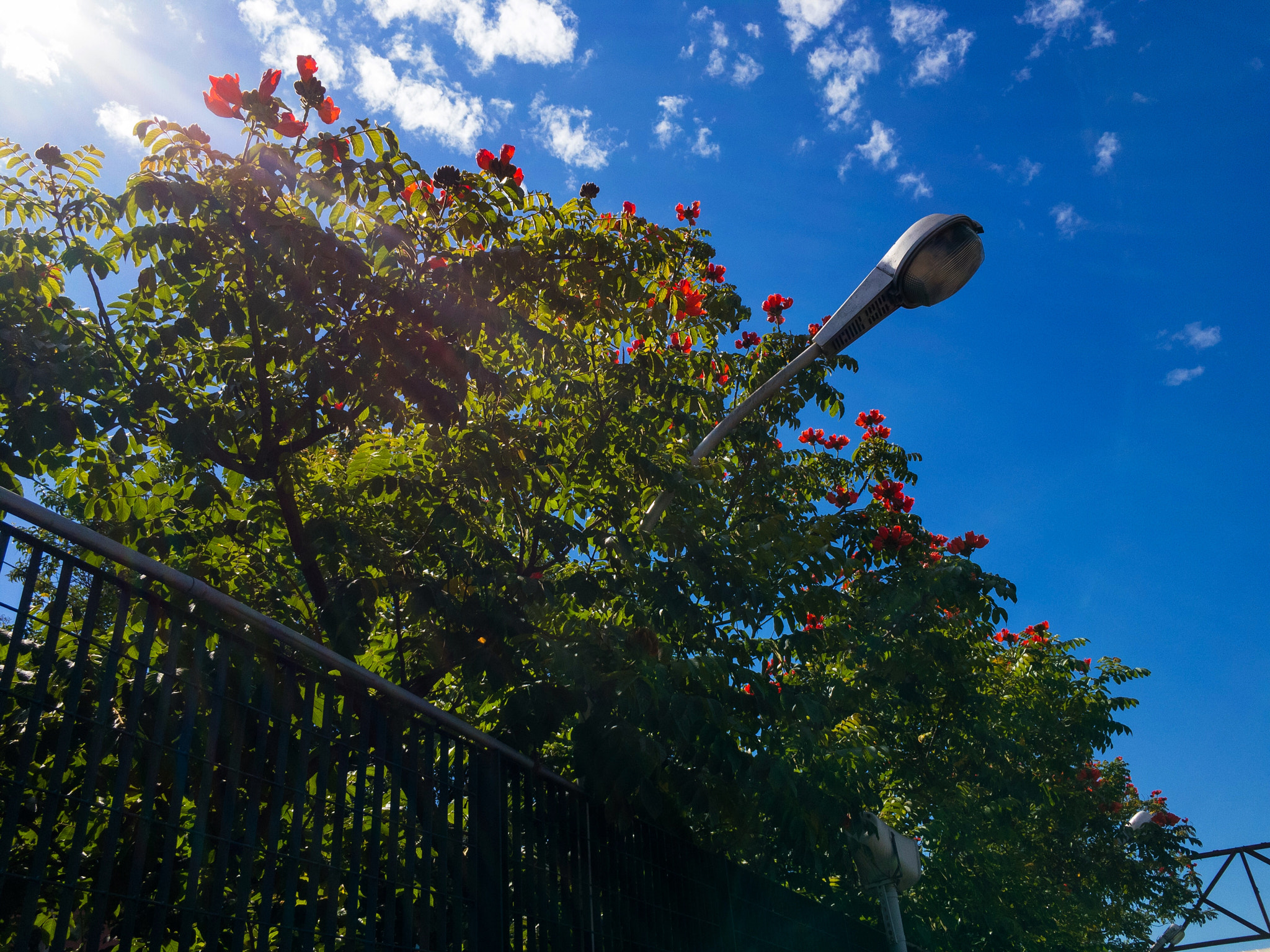 Apple iPhone + iPhone SE back camera 4.15mm f/2.2 sample photo. Summer colors - taken with iphone se, manual app, edited with lightroom and snapseed photography