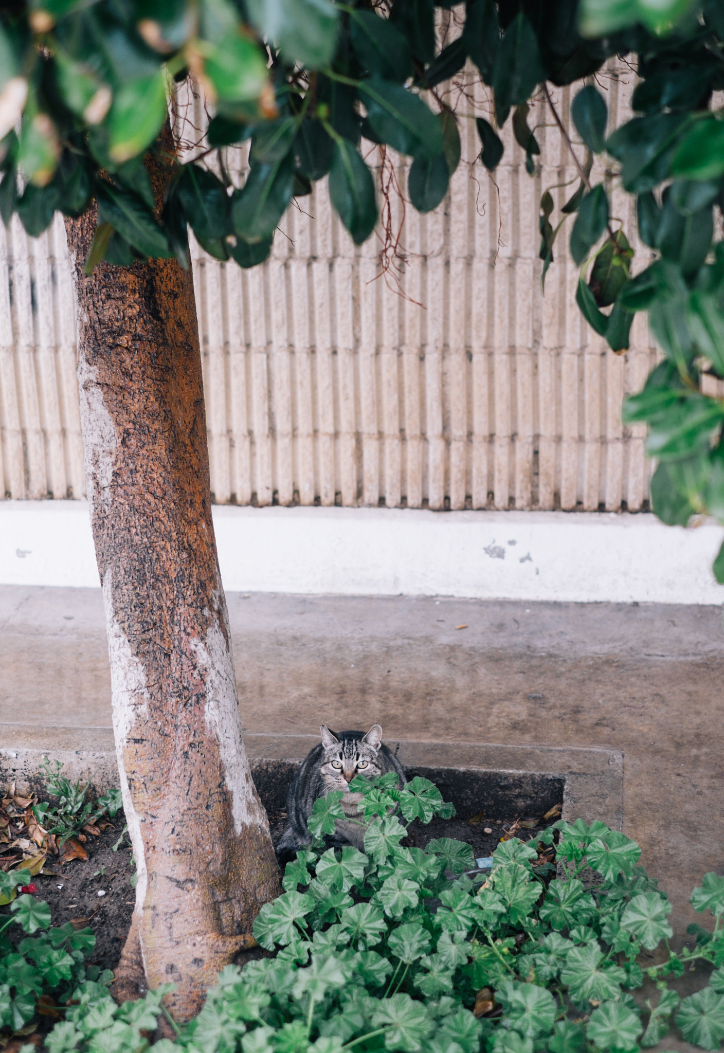 Fujifilm X-E2 + Fujifilm XF 35mm F1.4 R sample photo. Hide photography