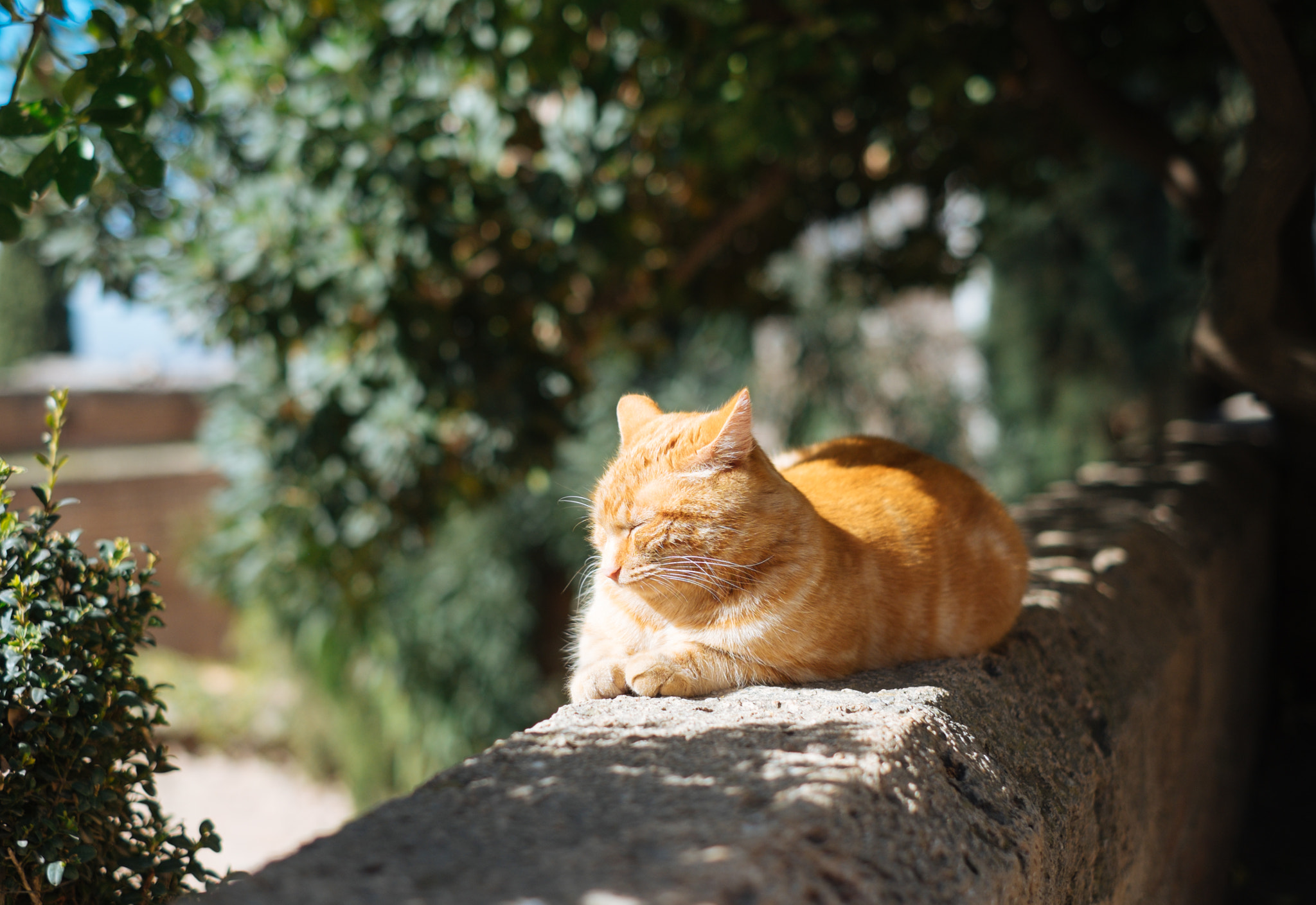 Fujifilm X-E2 + Fujifilm XF 35mm F1.4 R sample photo. King of alhambra photography