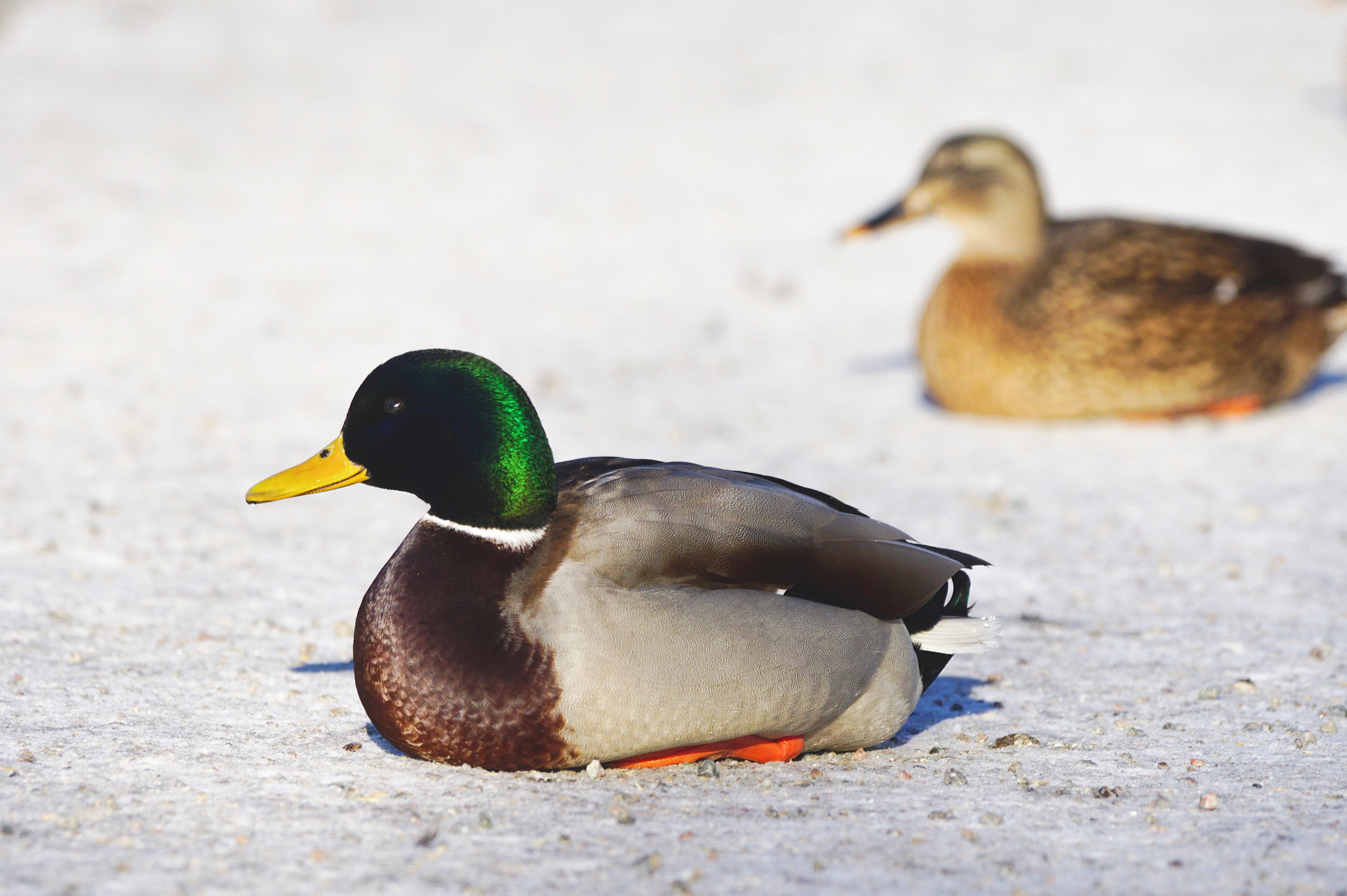 Sony 70-400mm F4-5.6 G SSM sample photo. Mallard photography