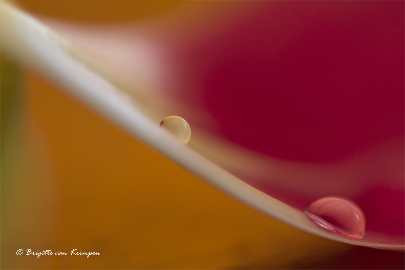 Canon EF 100mm F2.8 Macro USM sample photo. Spring drops photography