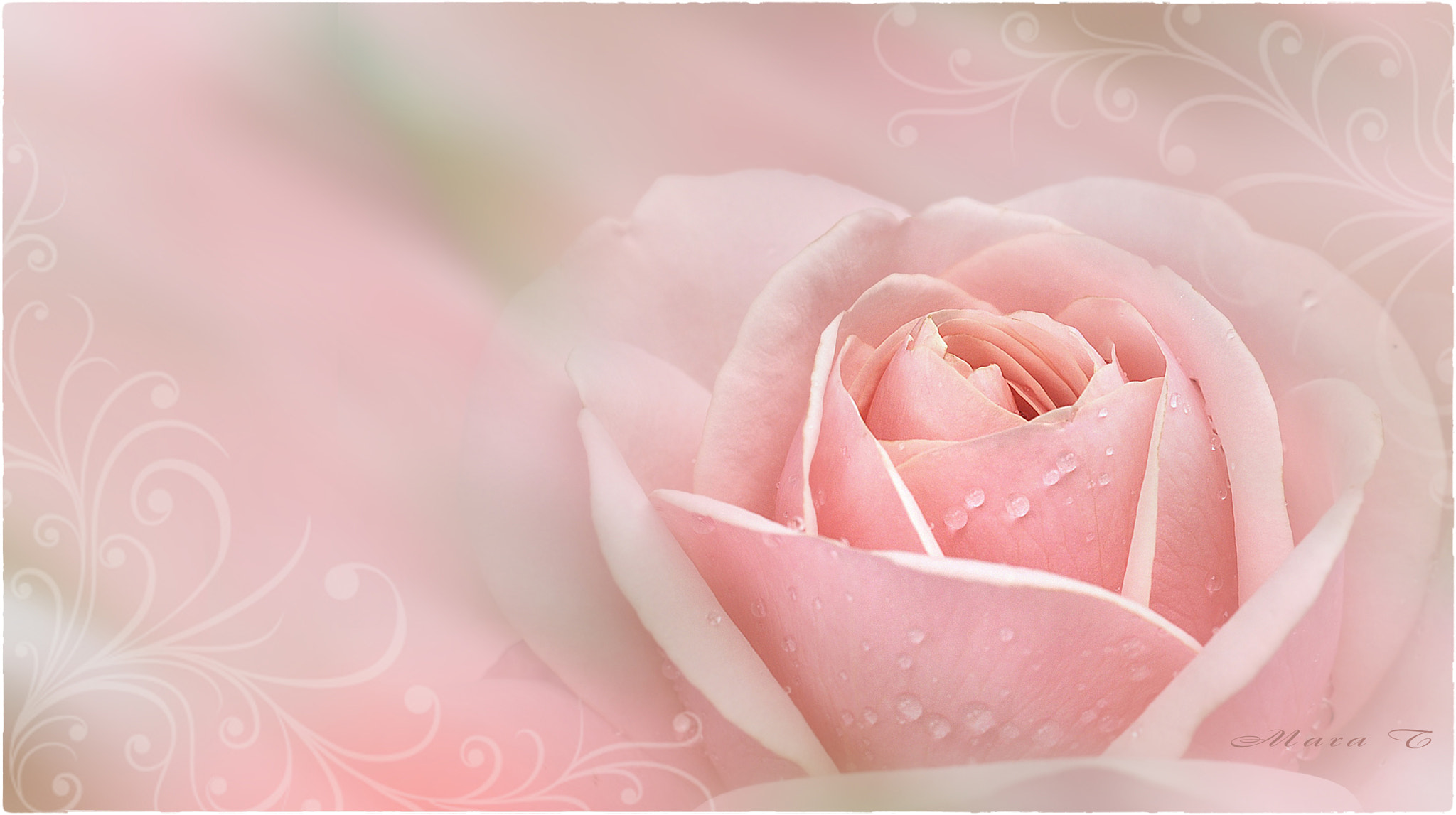 Sigma 150mm F2.8 EX DG OS Macro HSM sample photo. Melody for a soft pink rose photography