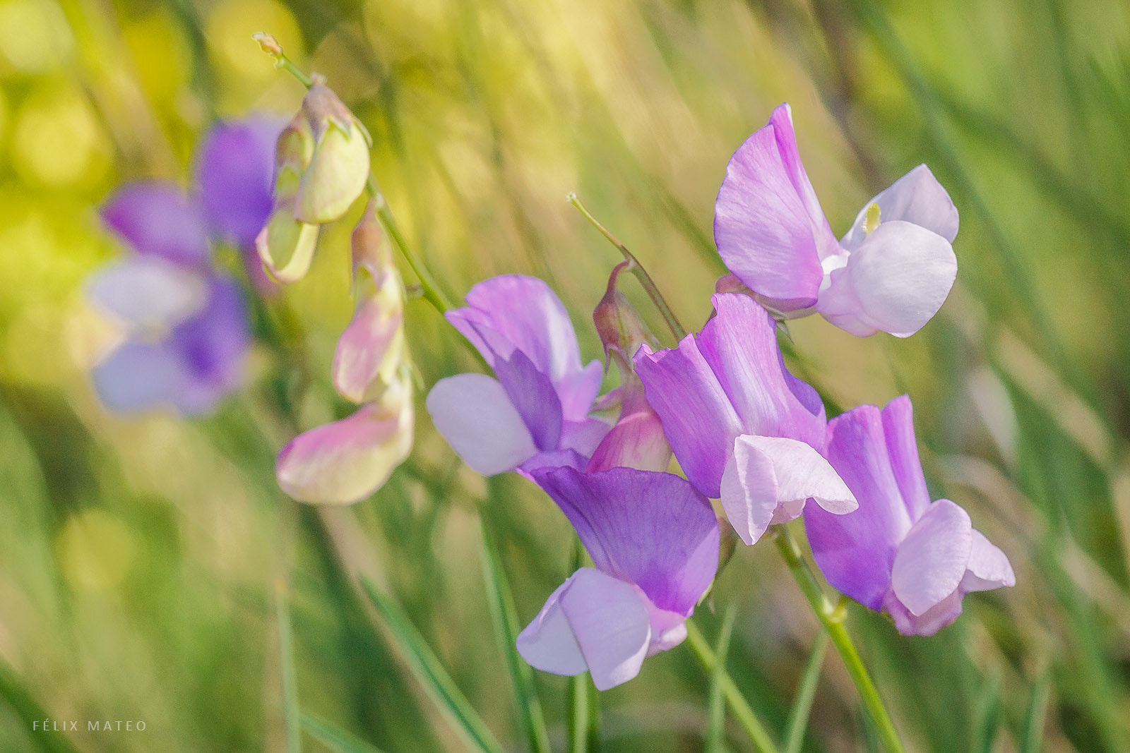 Canon EOS 40D + Tamron SP AF 90mm F2.8 Di Macro sample photo. Lathyrus filiformis photography