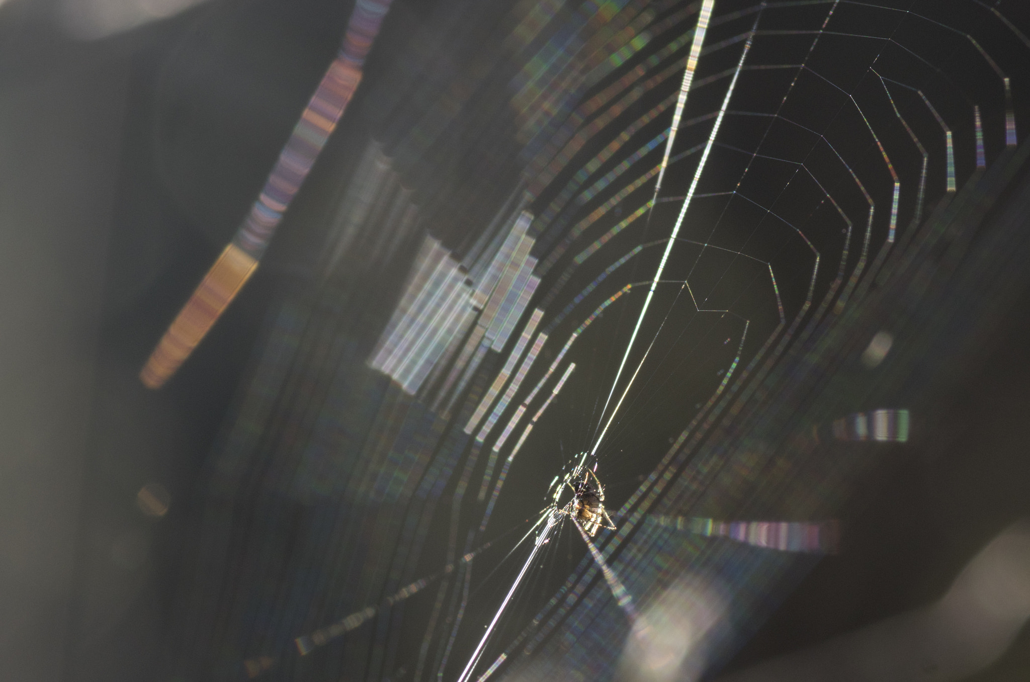 Pentax smc D-FA 100mm F2.8 Macro WR sample photo. Shattered light photography