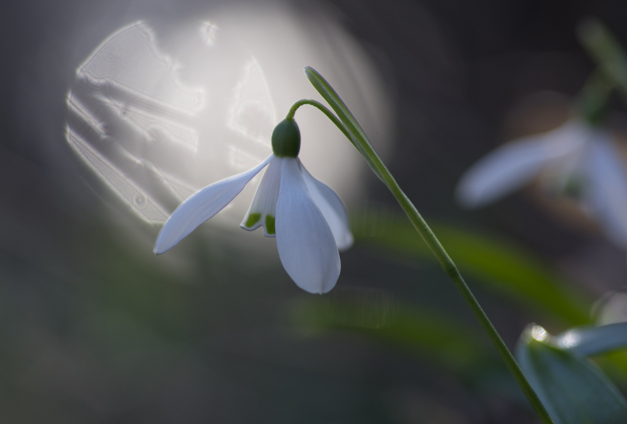 Pentax smc D-FA 100mm F2.8 Macro WR sample photo. Snowdrop dreams photography