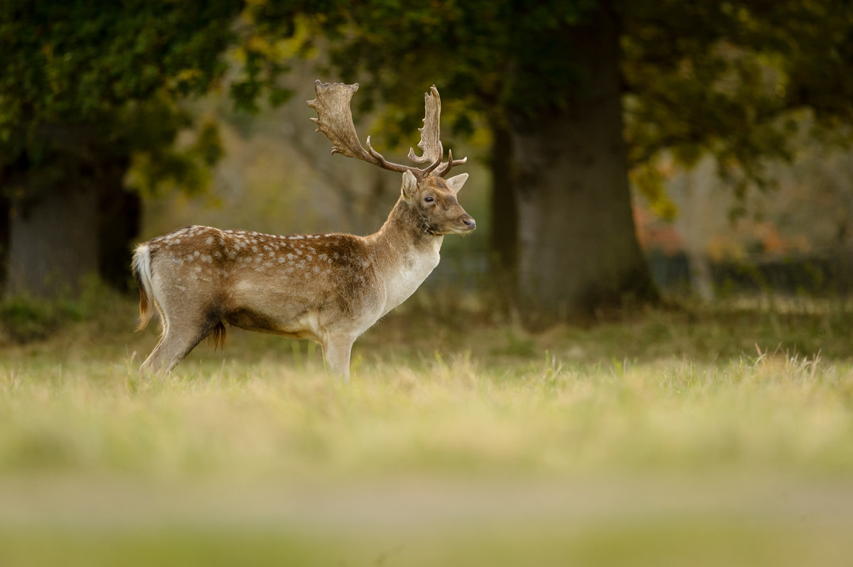 Nikon Nikkor AF-S 300mm F4E PF ED VR sample photo. Fallow deer 2 photography