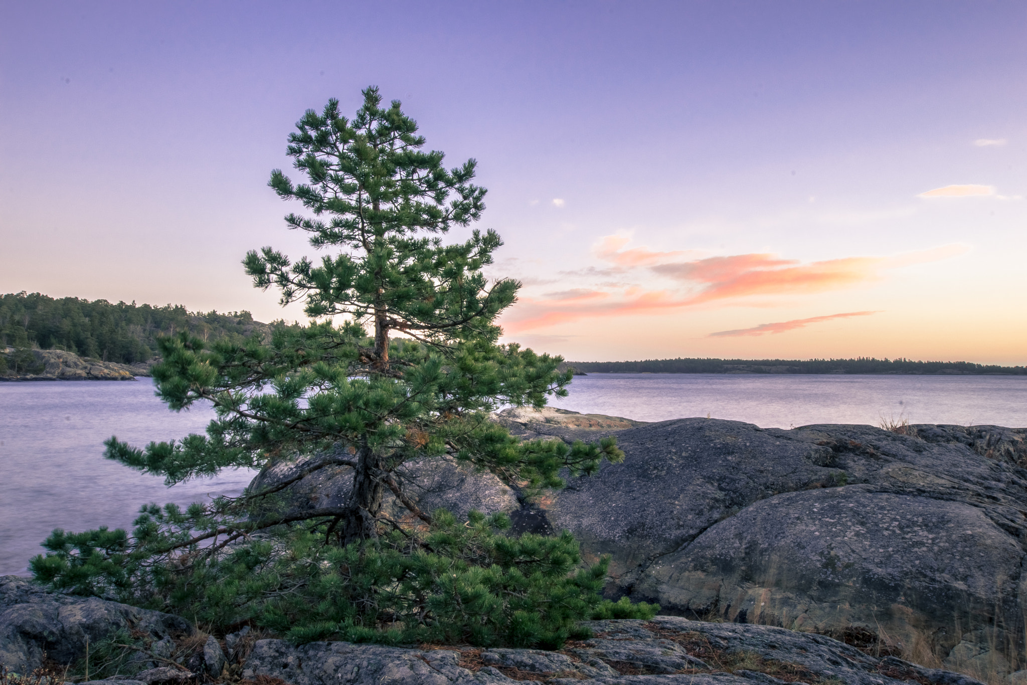 Nikon D3300 + Sigma 10-20mm F3.5 EX DC HSM sample photo. Xmas tree landscape photography