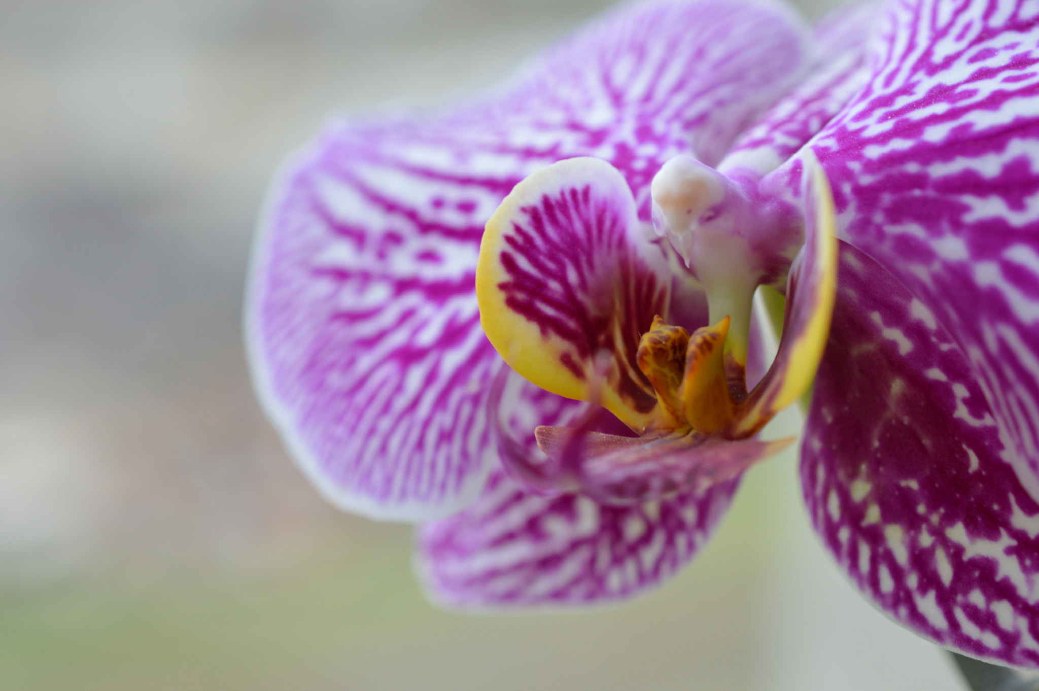 Nikon AF-S DX Micro Nikkor 40mm F2.8 sample photo