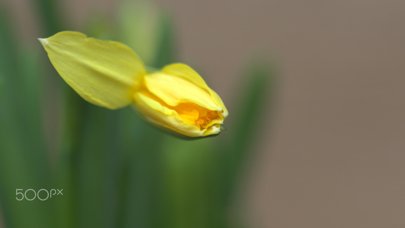 Canon EOS 60D sample photo. Narcissus photography