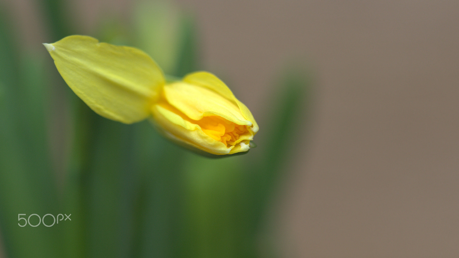 Canon EOS 60D + Canon EF 100mm F2.8 Macro USM sample photo. Narcissus photography