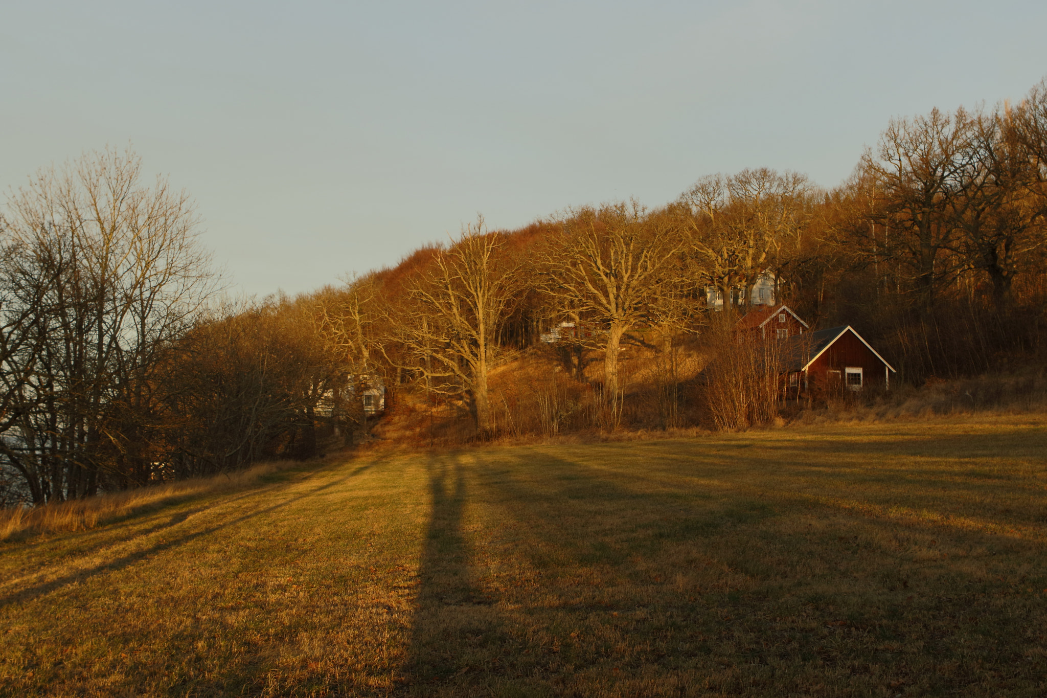 Canon EF 24-70mm F2.8L USM sample photo. Morning gold photography