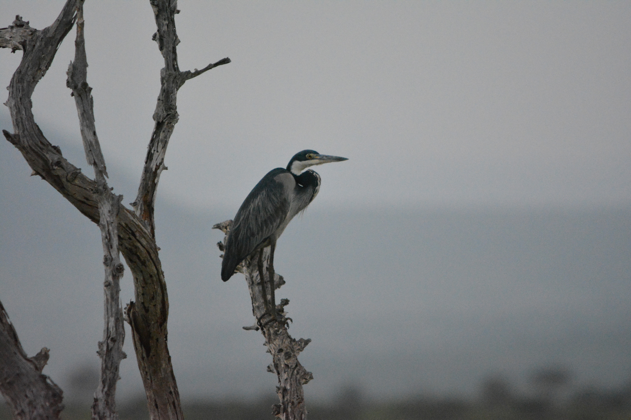 Nikon D5200 + Sigma 150-500mm F5-6.3 DG OS HSM sample photo. Black-headed heron photography