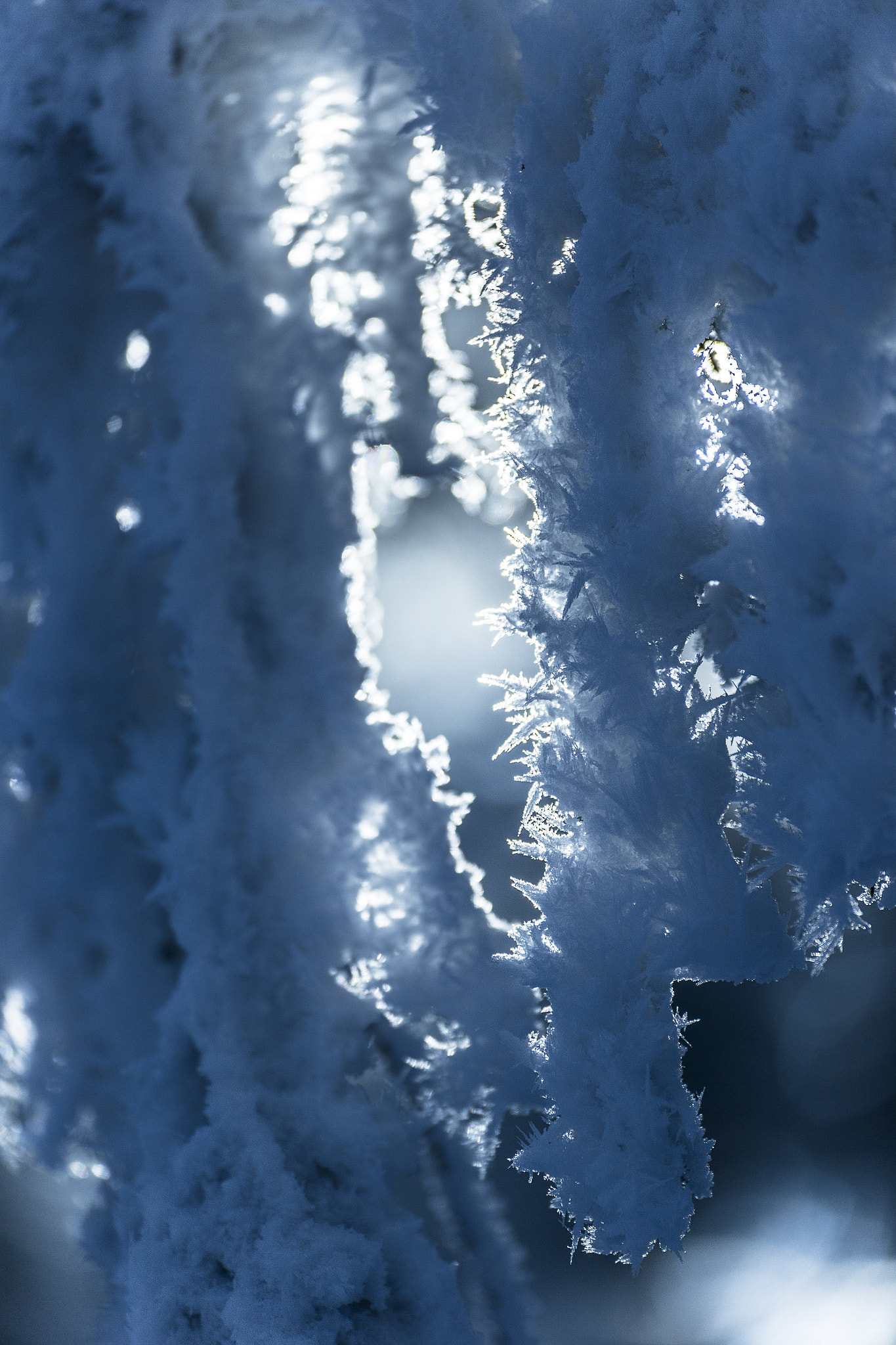 Tamron SP 35mm F1.8 Di VC USD sample photo. Snow crystals on fir branch. photography