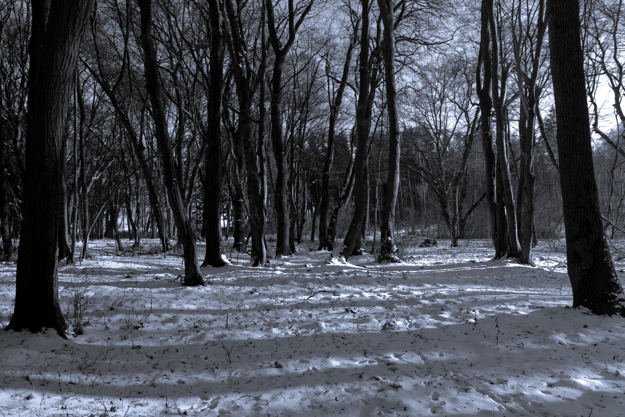 Canon EOS 80D + Sigma 17-70mm F2.8-4 DC Macro OS HSM sample photo. Gloomy winter forest photography