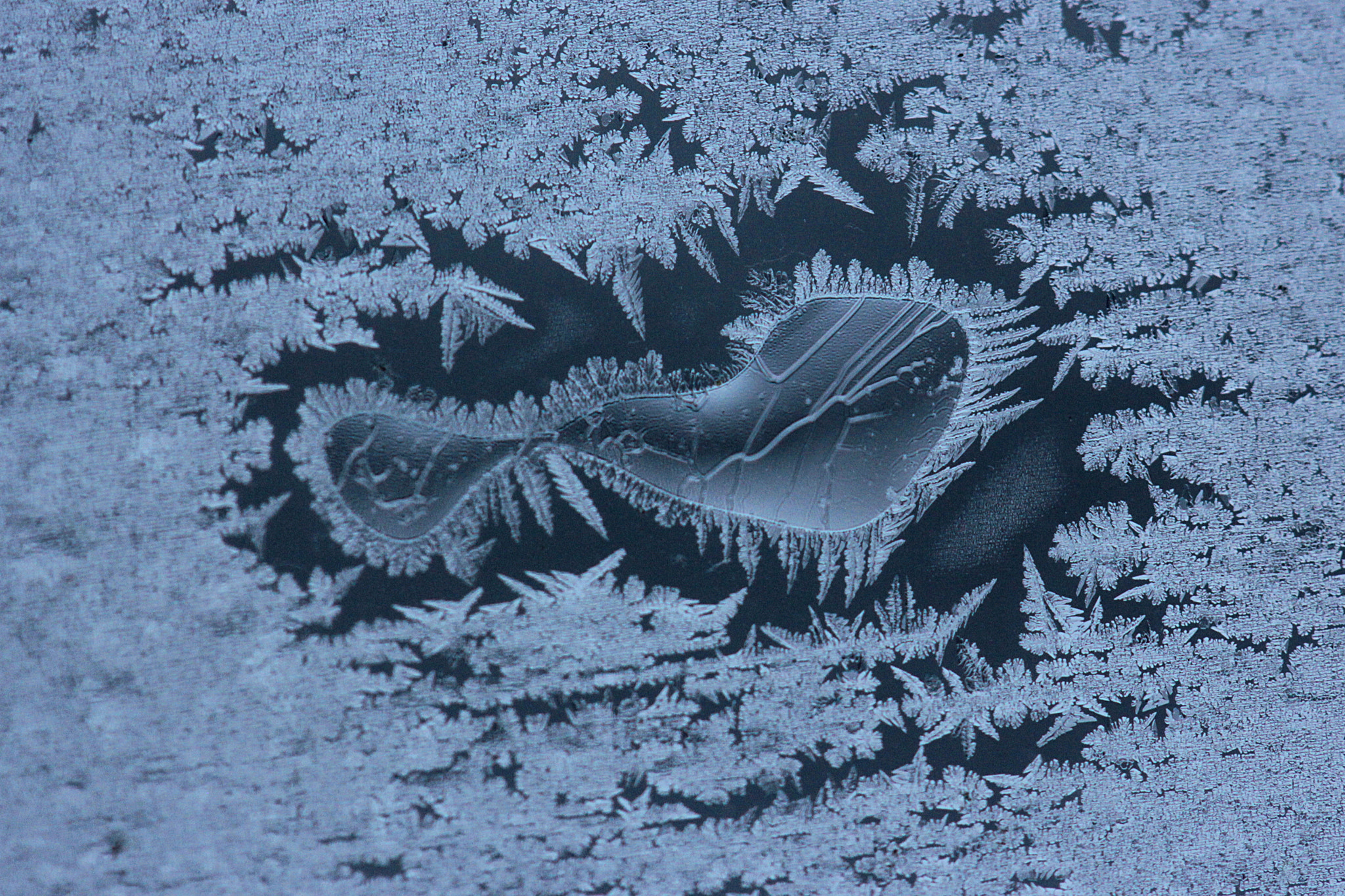 Canon EF-S 60mm F2.8 Macro USM sample photo. Frosted heart photography