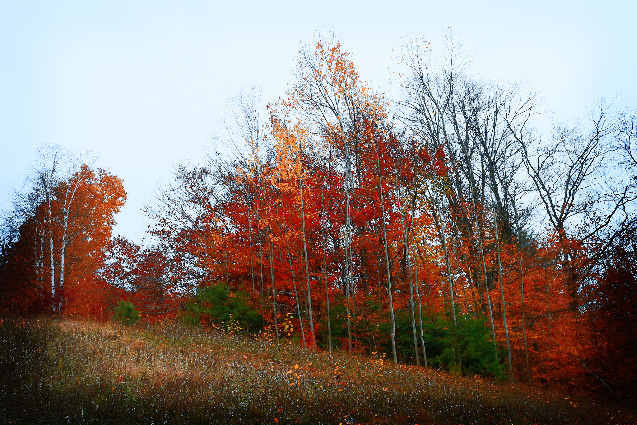 Canon EOS-1D X sample photo. Stand of foliage photography