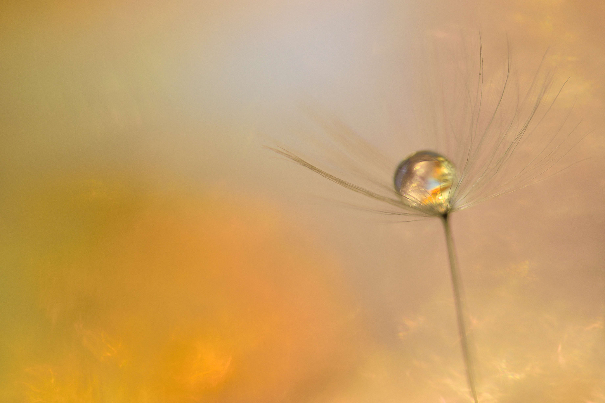 Sigma 105mm F2.8 EX DG OS HSM sample photo. Golden hour photography