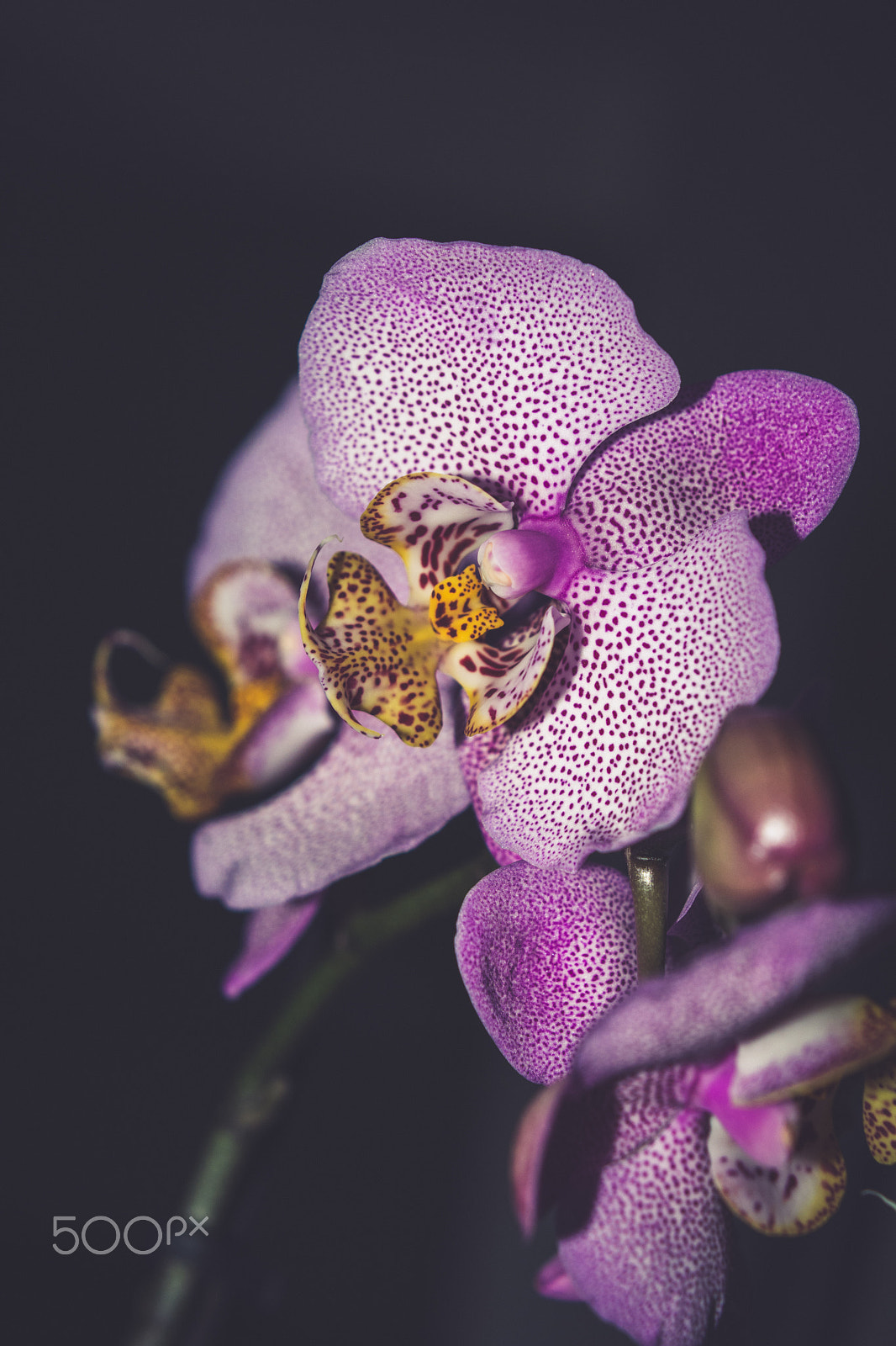 Nikon D7100 sample photo. Pink orchid photography