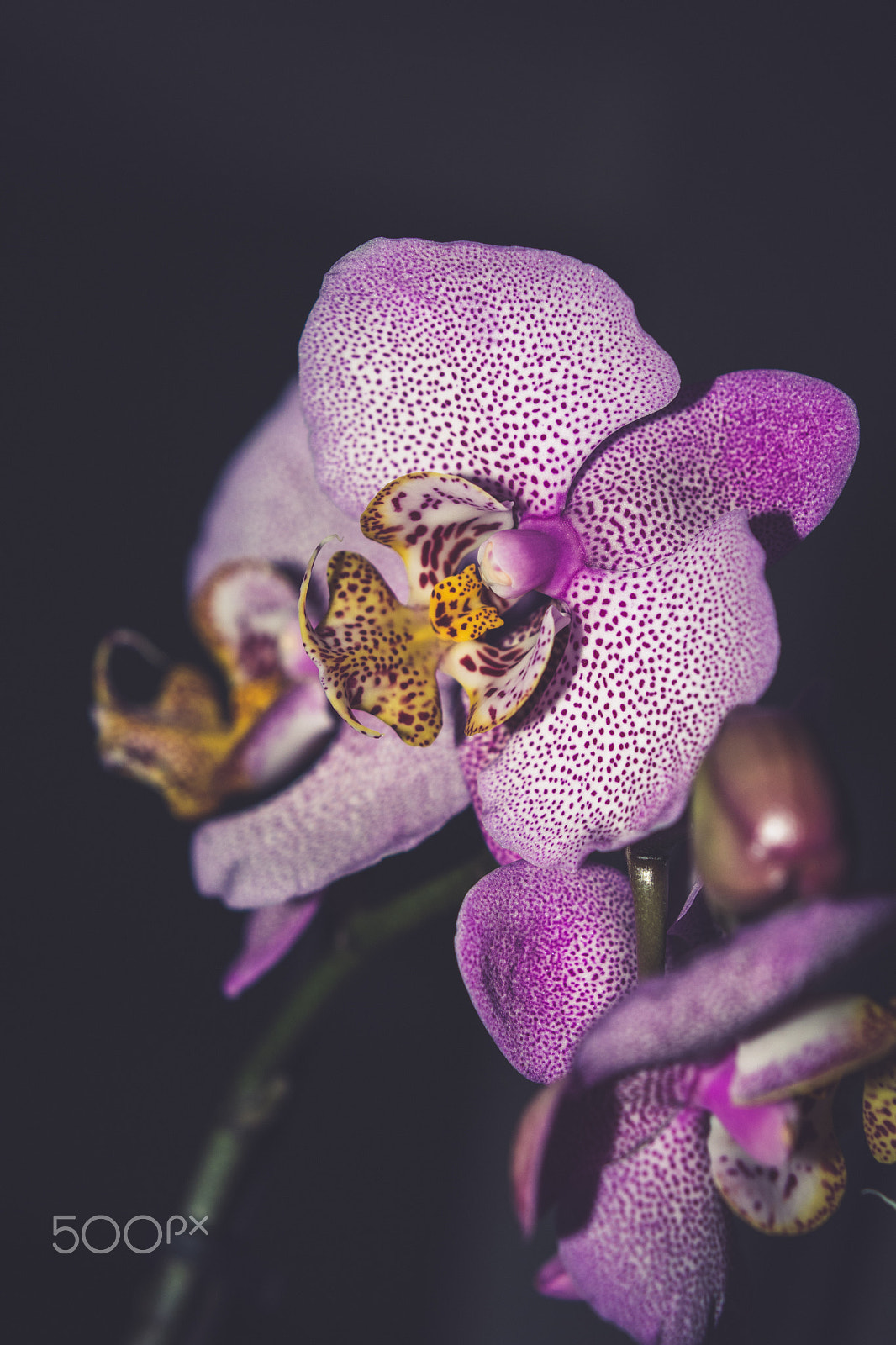 Nikon AF-S DX Micro Nikkor 40mm F2.8 sample photo. Pink orchid photography