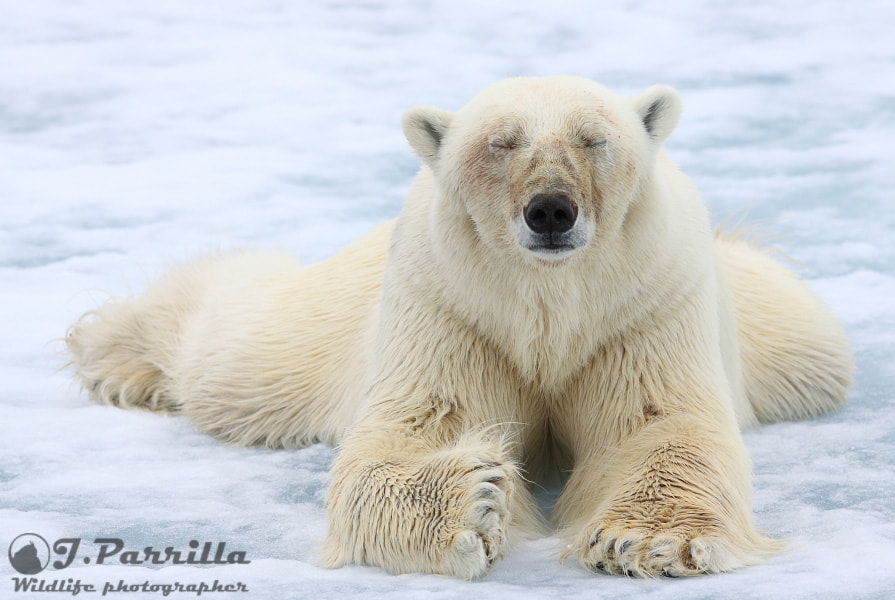 Canon EF 300mm F2.8L IS II USM sample photo. Oso polar photography