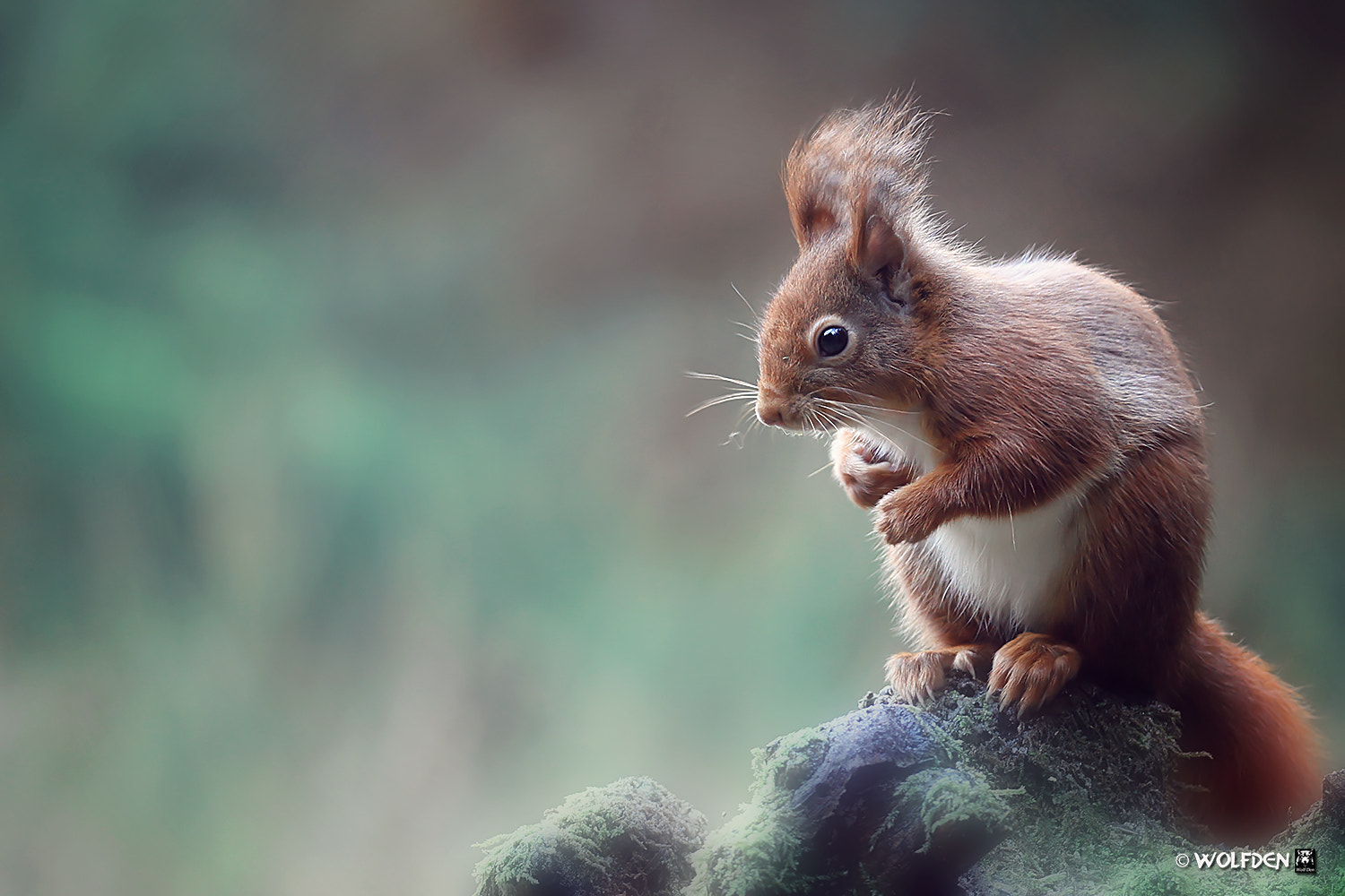 Canon EOS 7D sample photo. Squirrel photography