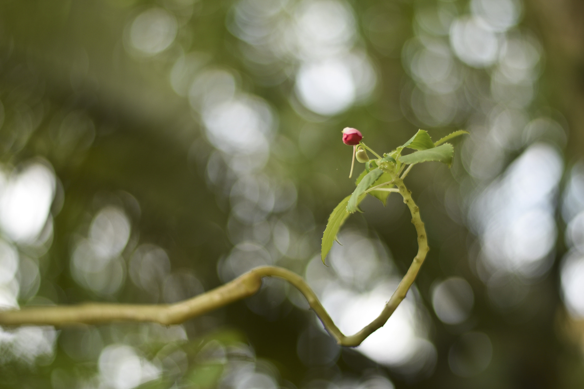 AF Zoom-Nikkor 75-240mm f/4.5-5.6D sample photo. Untitled photography