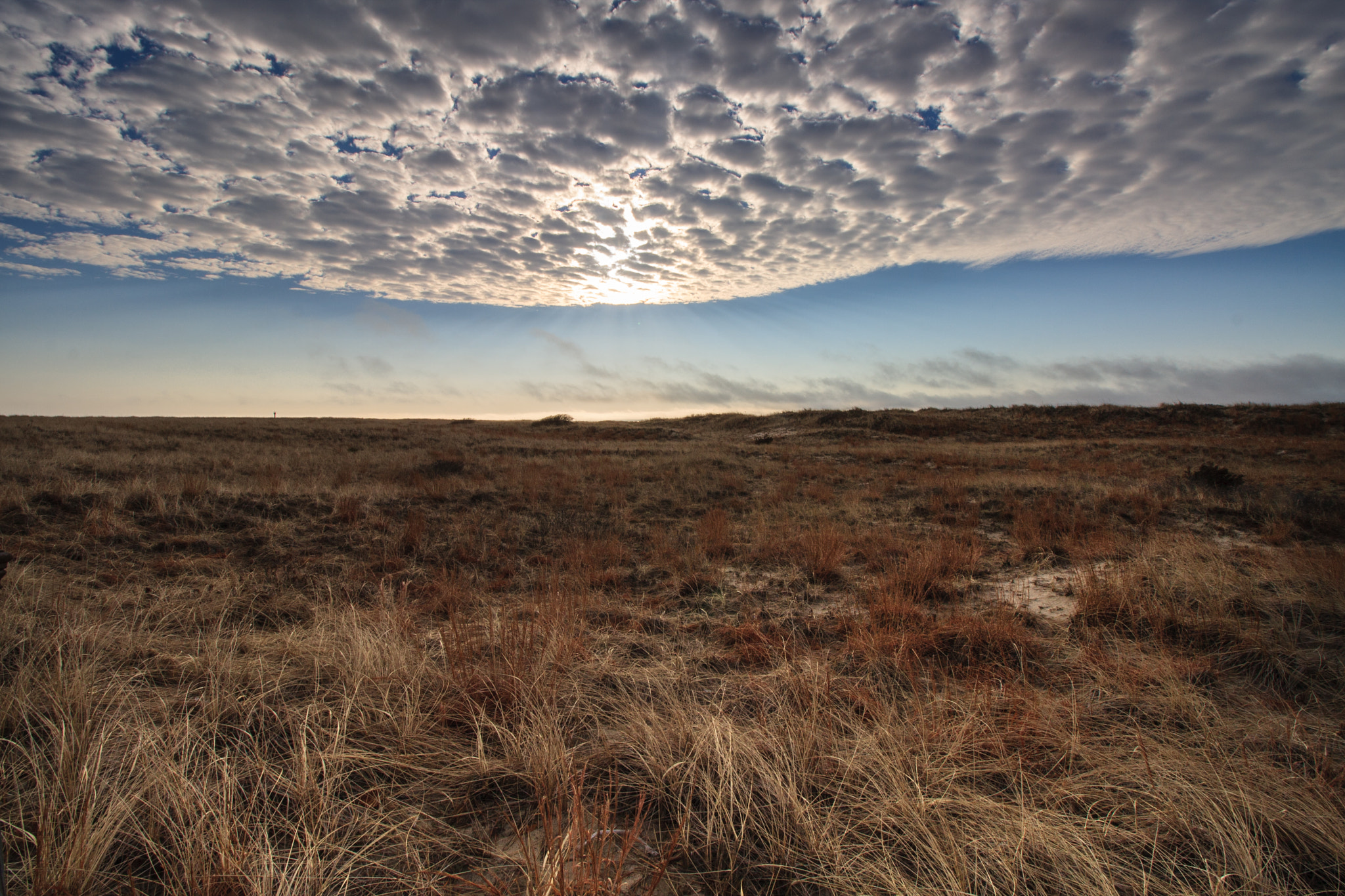 Canon EOS 40D sample photo. Beach grass photography