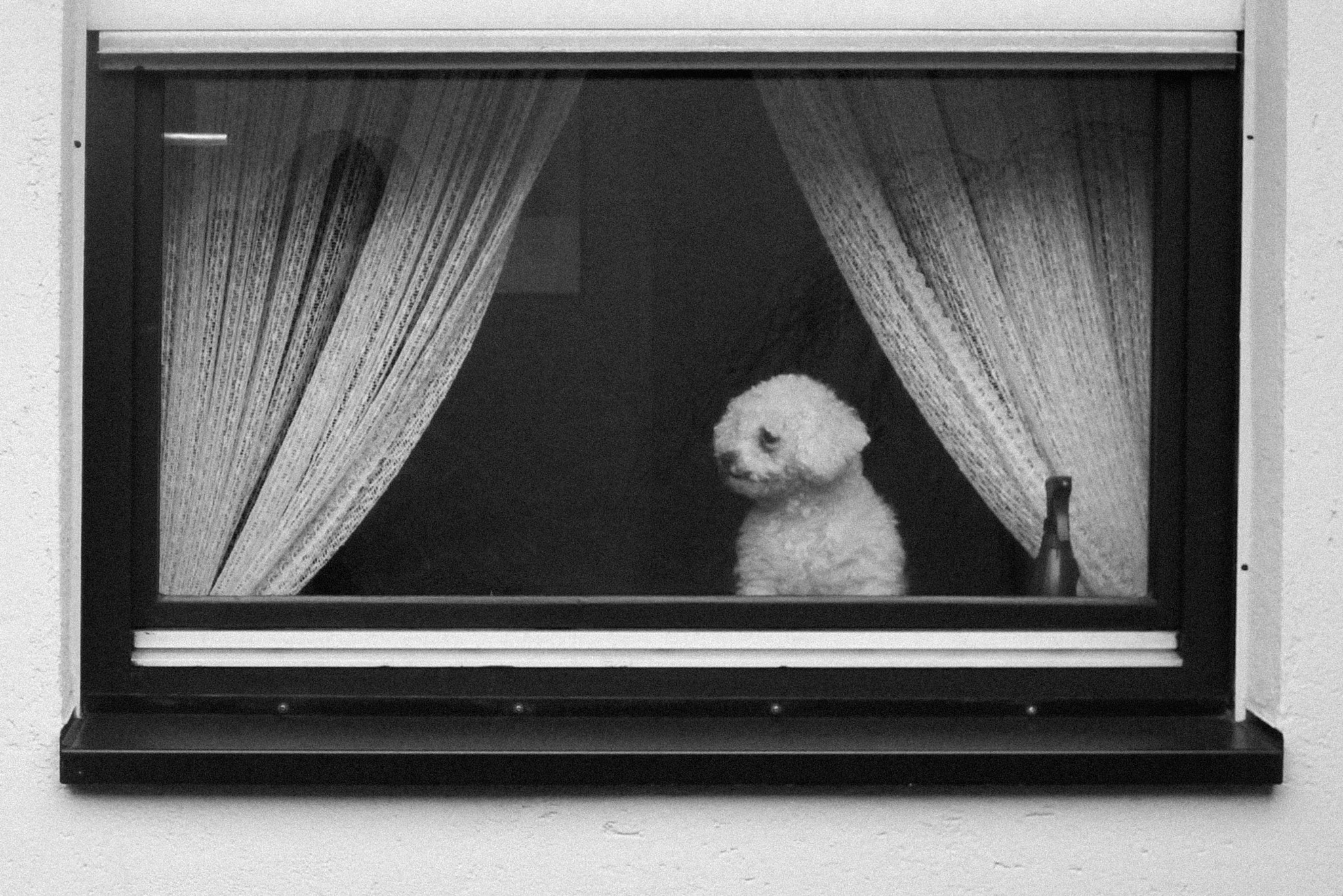 Leica D-LUX 5 sample photo. Waiting for his master. photography