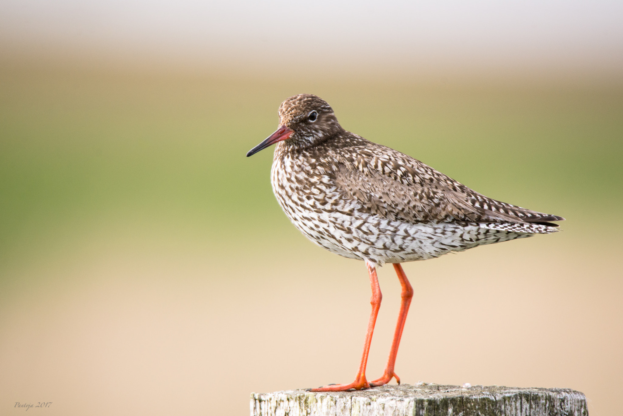 Nikon D600 sample photo. Redshank photography