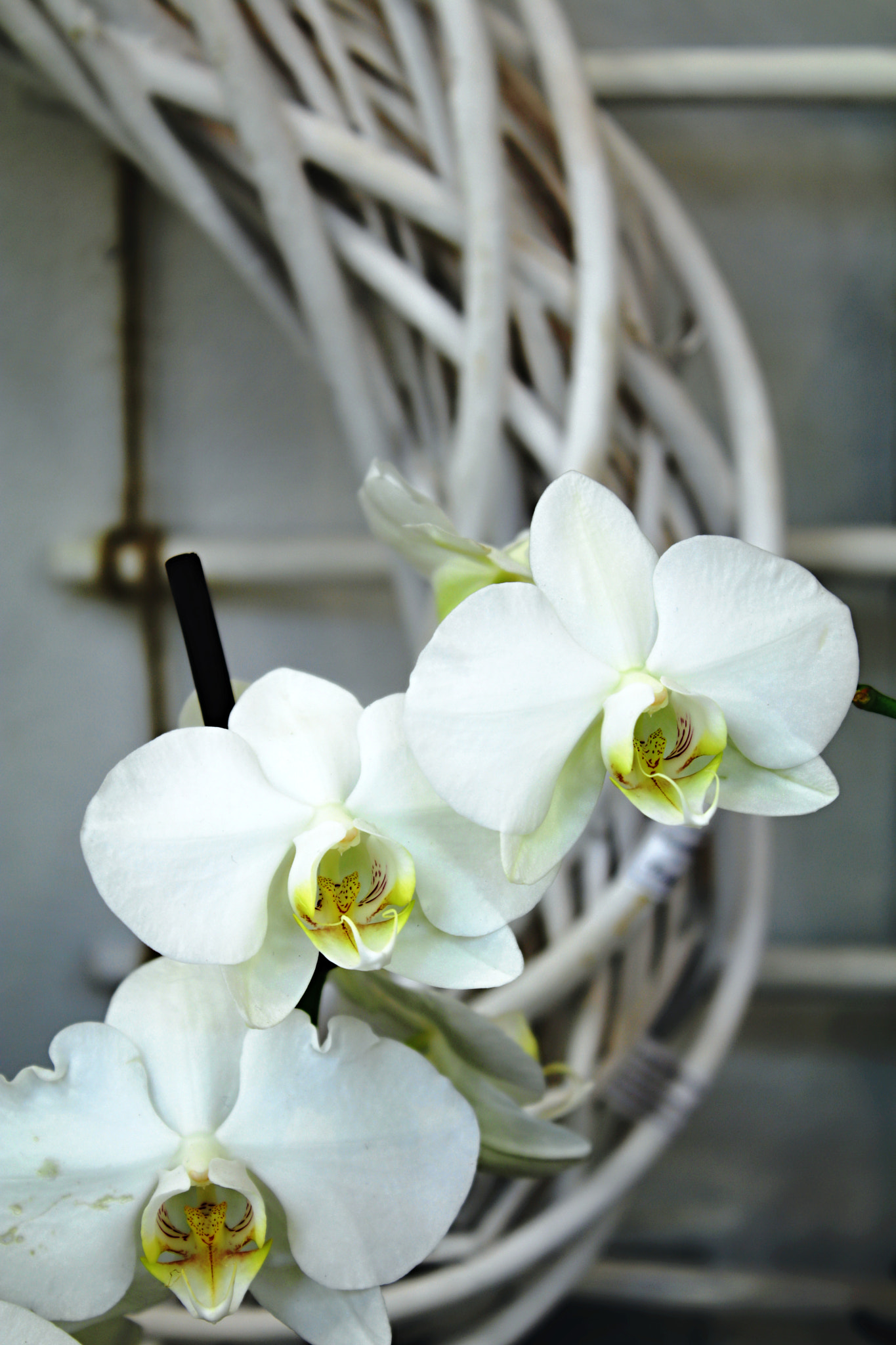 Canon EOS 80D sample photo. Orchid wreath photography