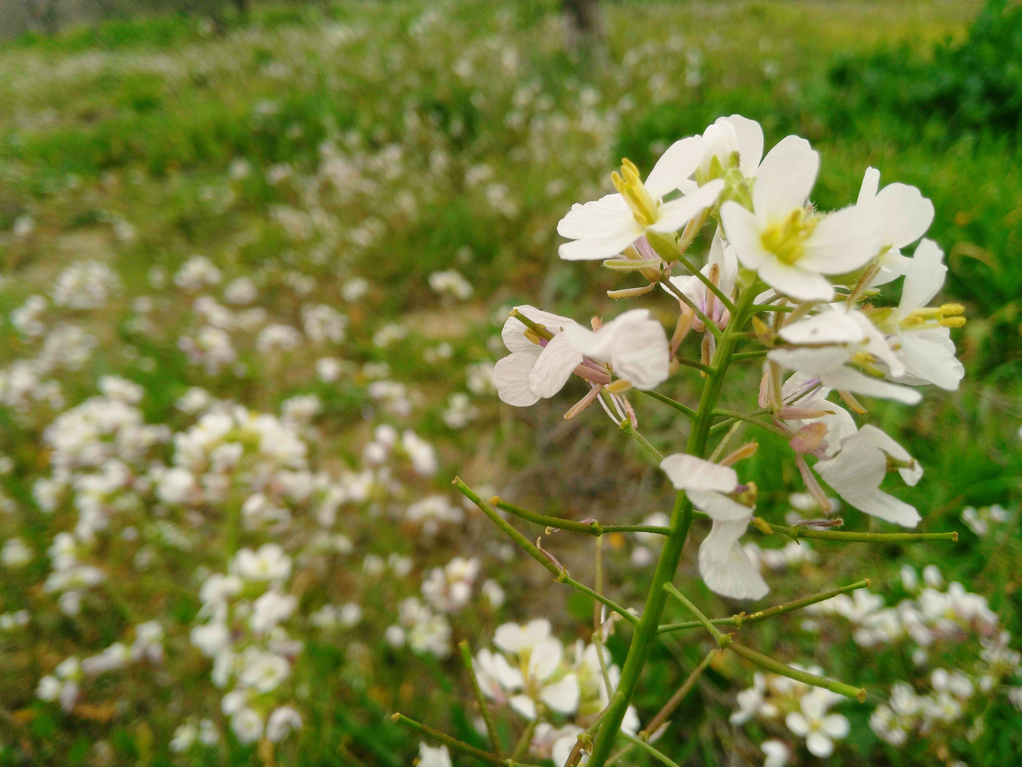 HUAWEI G7-L01 sample photo