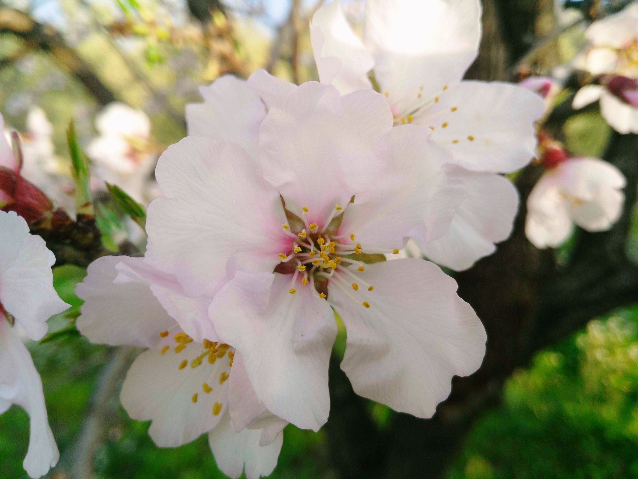 HUAWEI G7-L01 sample photo. Flor del almendro photography