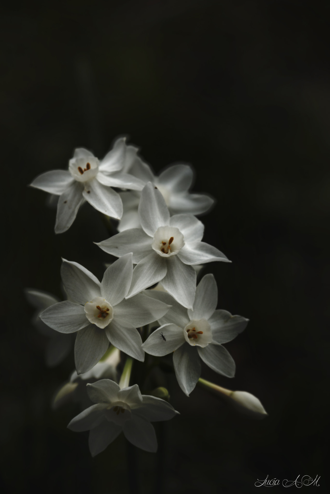 Nikon D610 sample photo. Narcissus papyraceus . photography