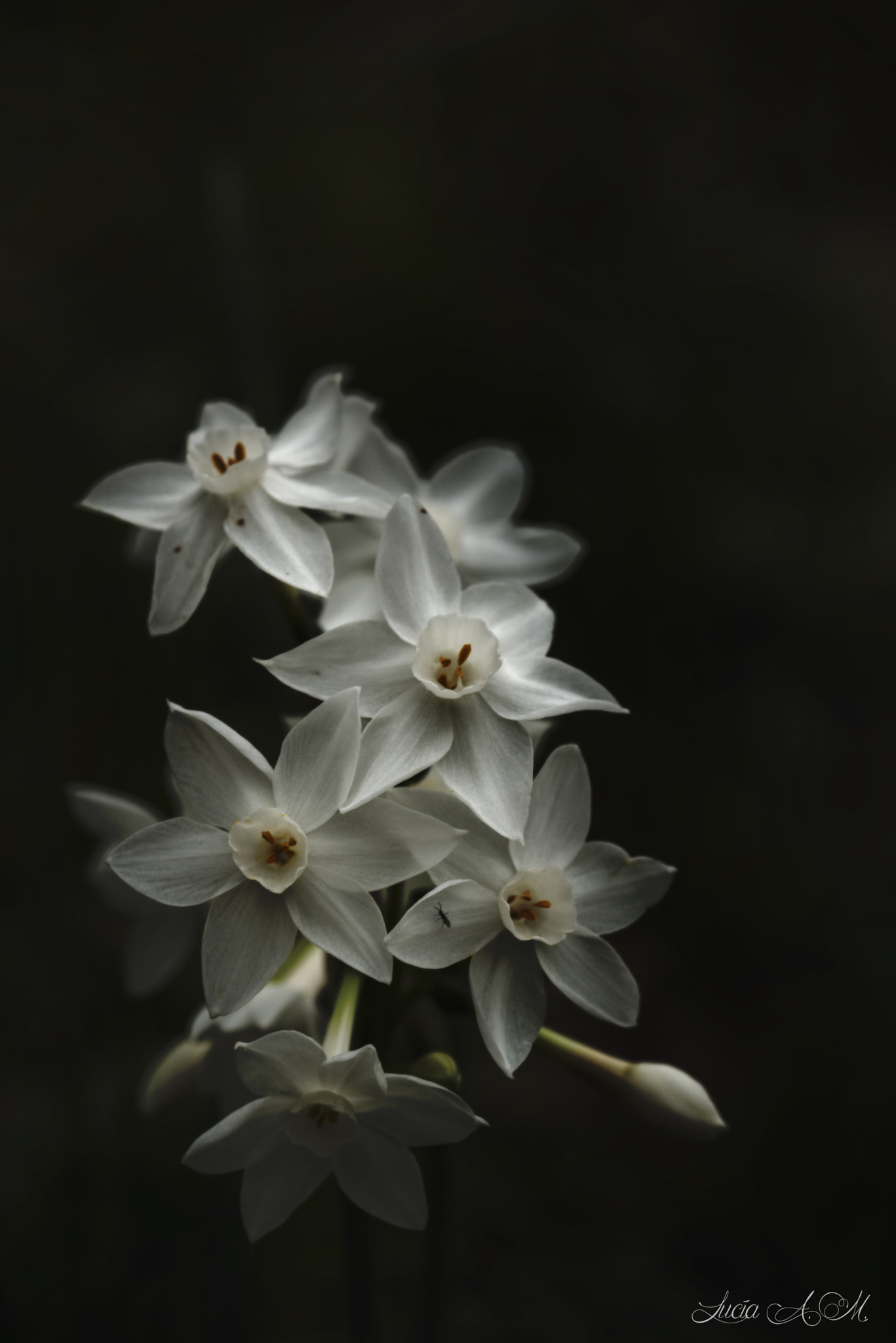 Sigma 105mm F2.8 EX DG OS HSM sample photo. Narcissus papyraceus . photography
