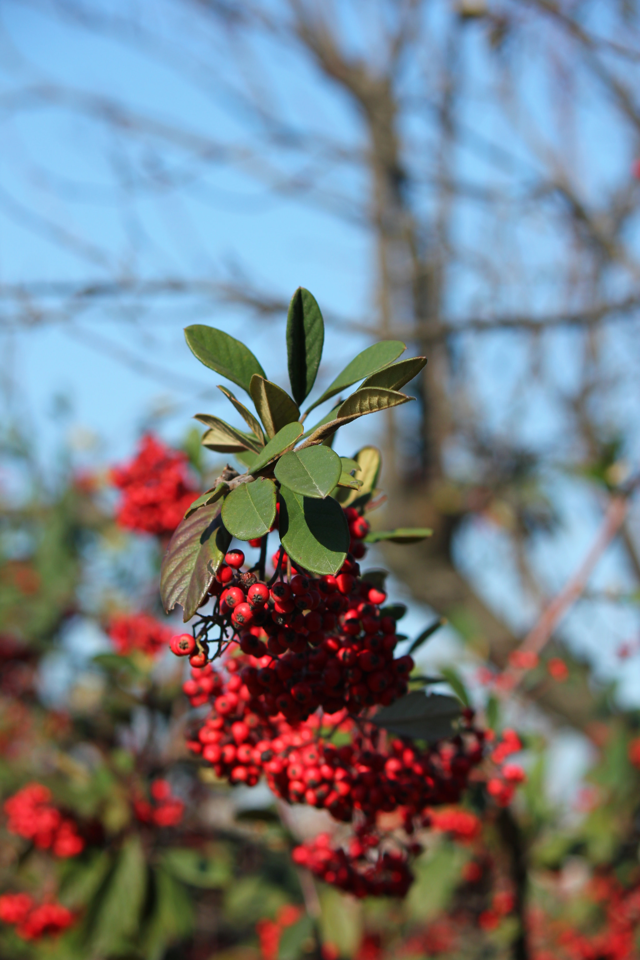 Canon EOS 550D (EOS Rebel T2i / EOS Kiss X4) sample photo. Nezahat gokyigit botanic garden in istanbul, turkey photography