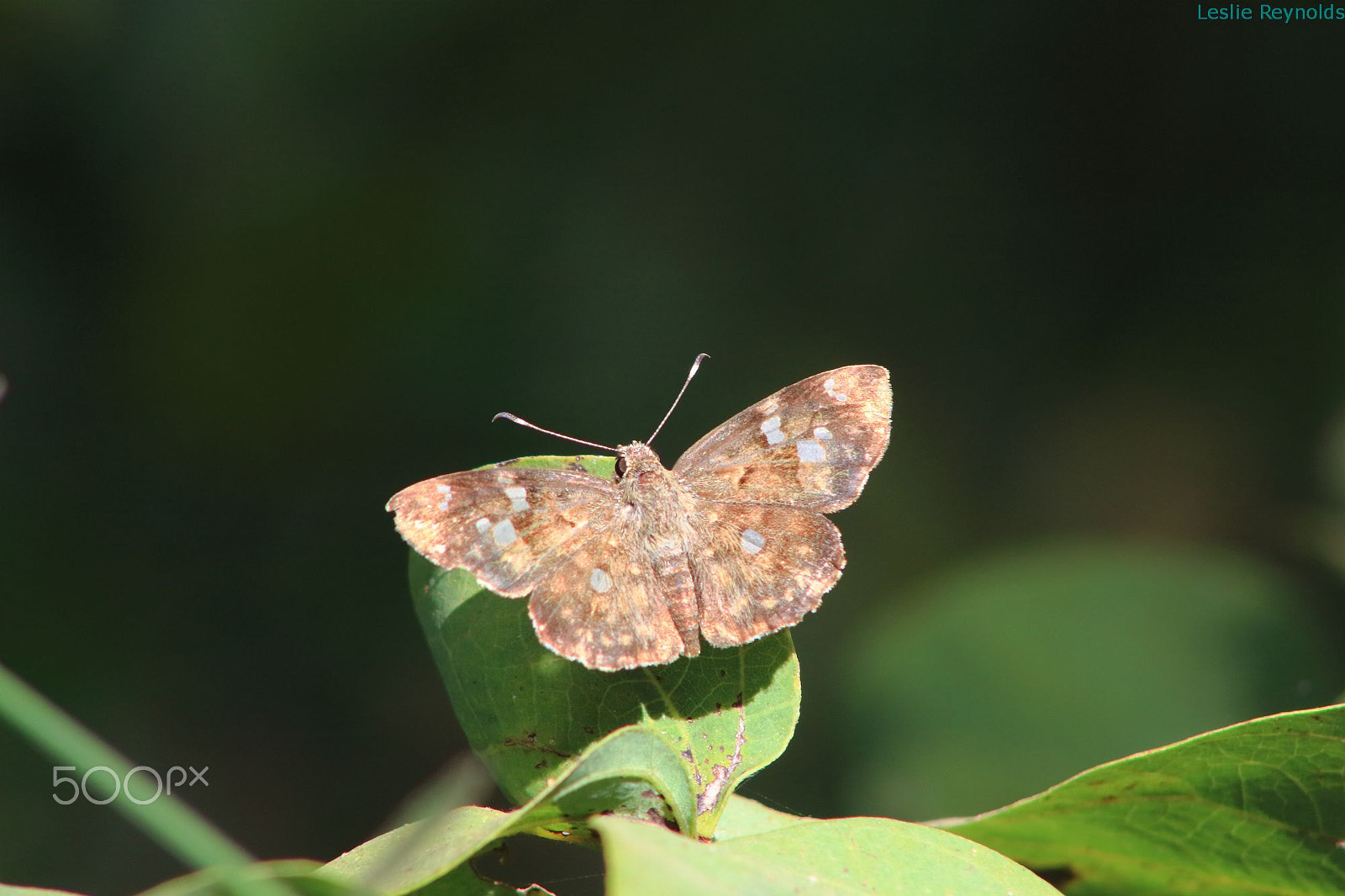 Canon EF 75-300mm f/4-5.6 USM sample photo. Skipper photography