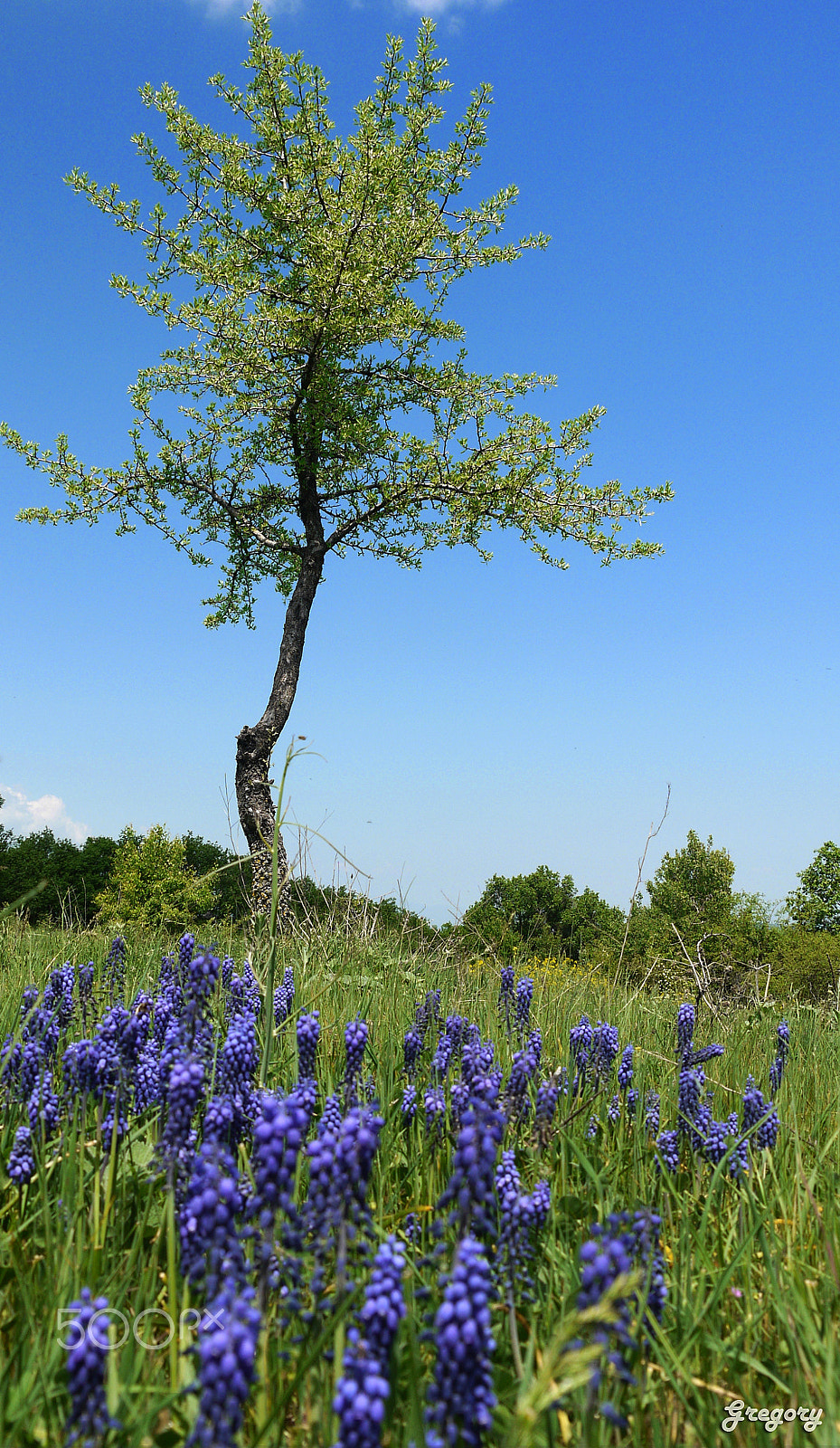 Panasonic Lumix DMC-G10 sample photo. Spring photography