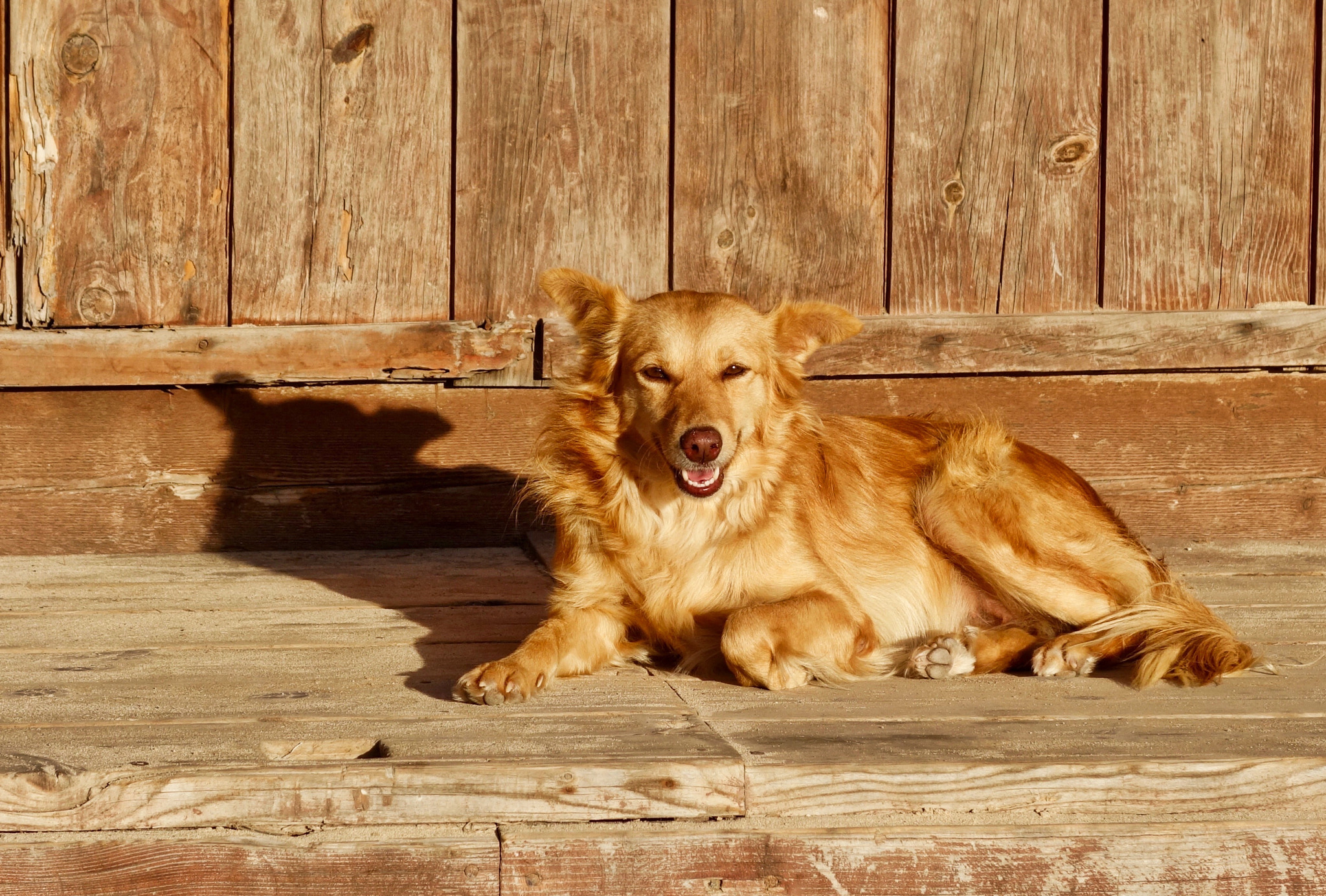 Sony Cyber-shot DSC-RX100 II + Sony 28-100mm F1.8-4.9 sample photo. Stray dog in santa maria photography