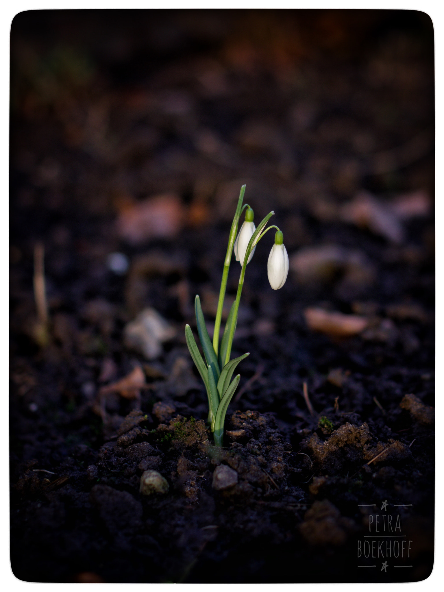 Pentax K-70 + Pentax smc DA 35mm F2.4 AL sample photo. Snowdrops photography