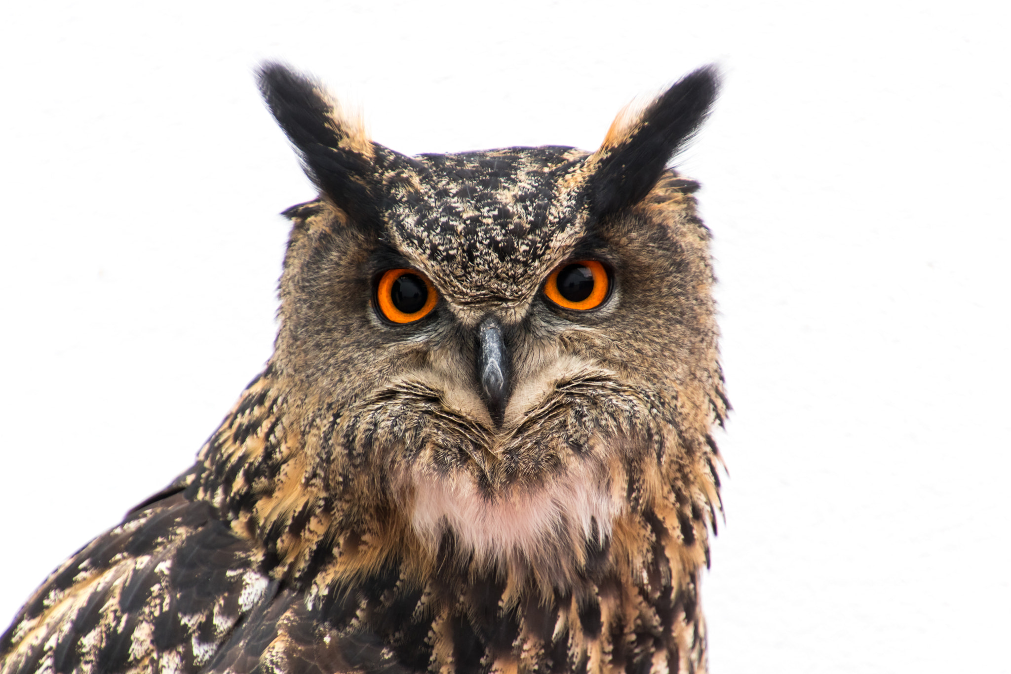 Canon EOS 760D (EOS Rebel T6s / EOS 8000D) sample photo. Royal old owl photography