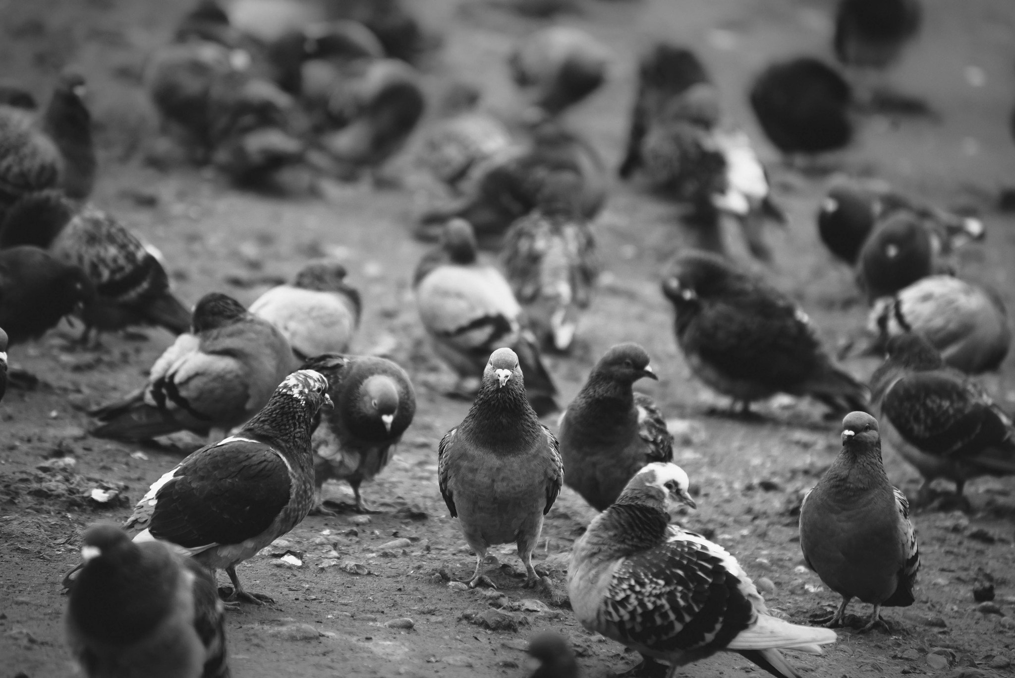 Nikon D600 sample photo. Feeding ground photography