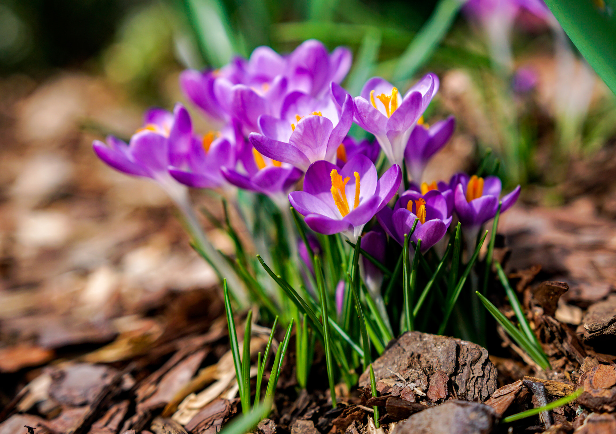 Sony a6300 + 18-35mm F1.8 DC HSM | Art 013 sample photo. Spring photography