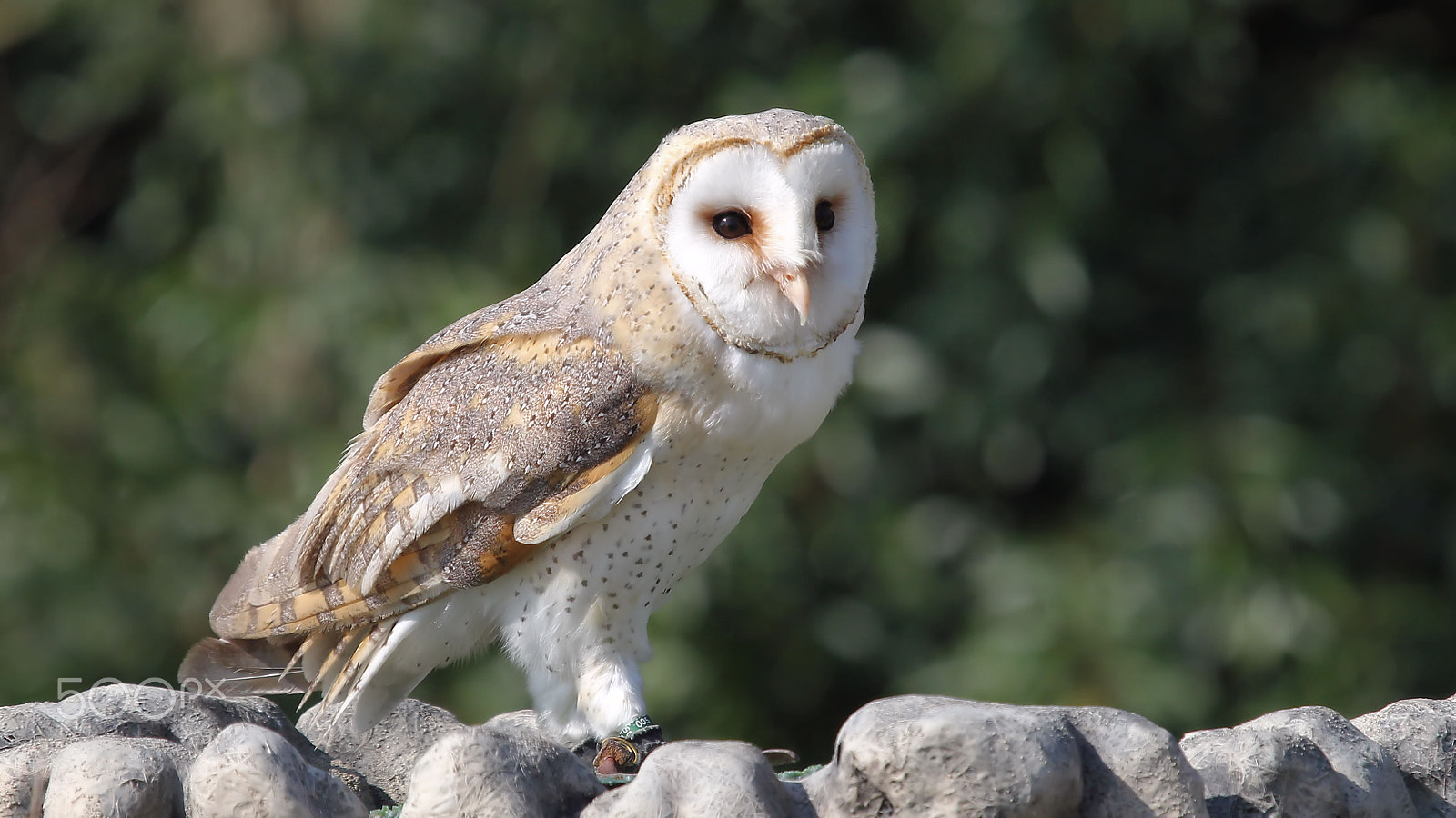 Canon EF 100-400mm F4.5-5.6L IS USM sample photo. Barn owl photography